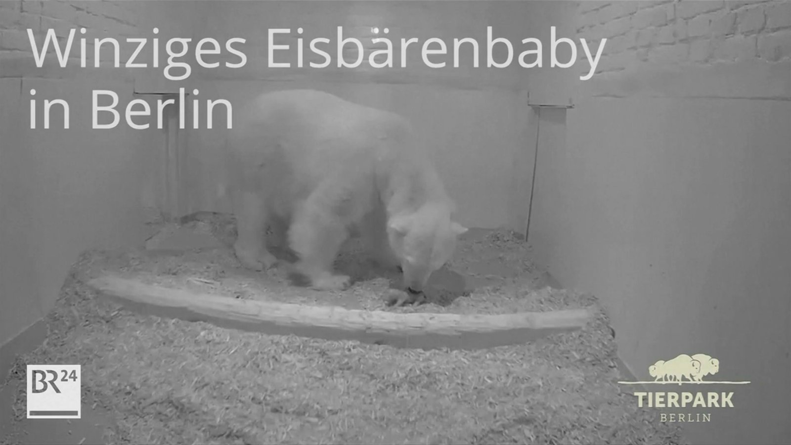 Tierpark Berlin: Nachwuchs bei Eisbärin Tonja
