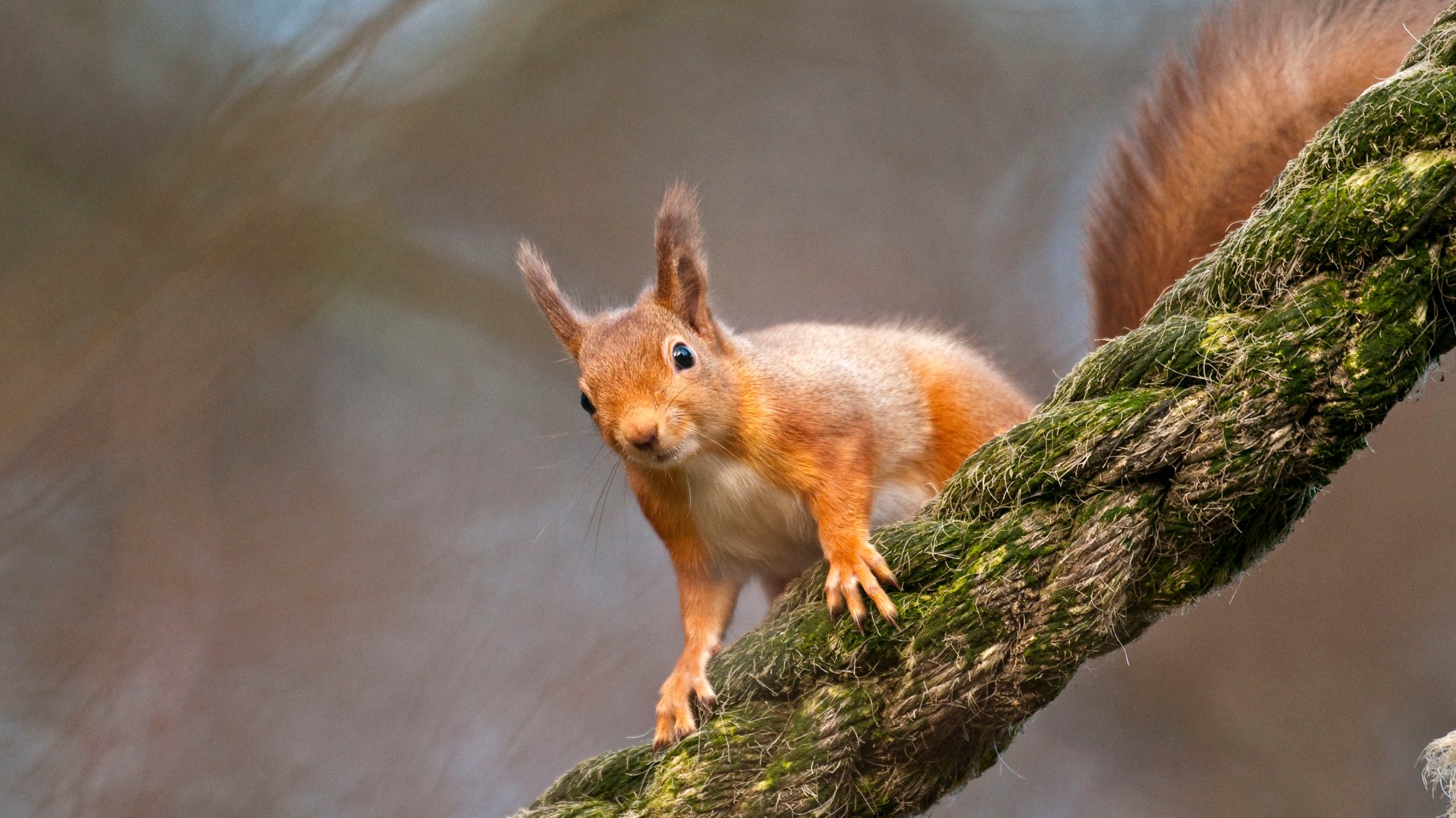 Eichhörnchen auf einem Seil (Symbolbild)