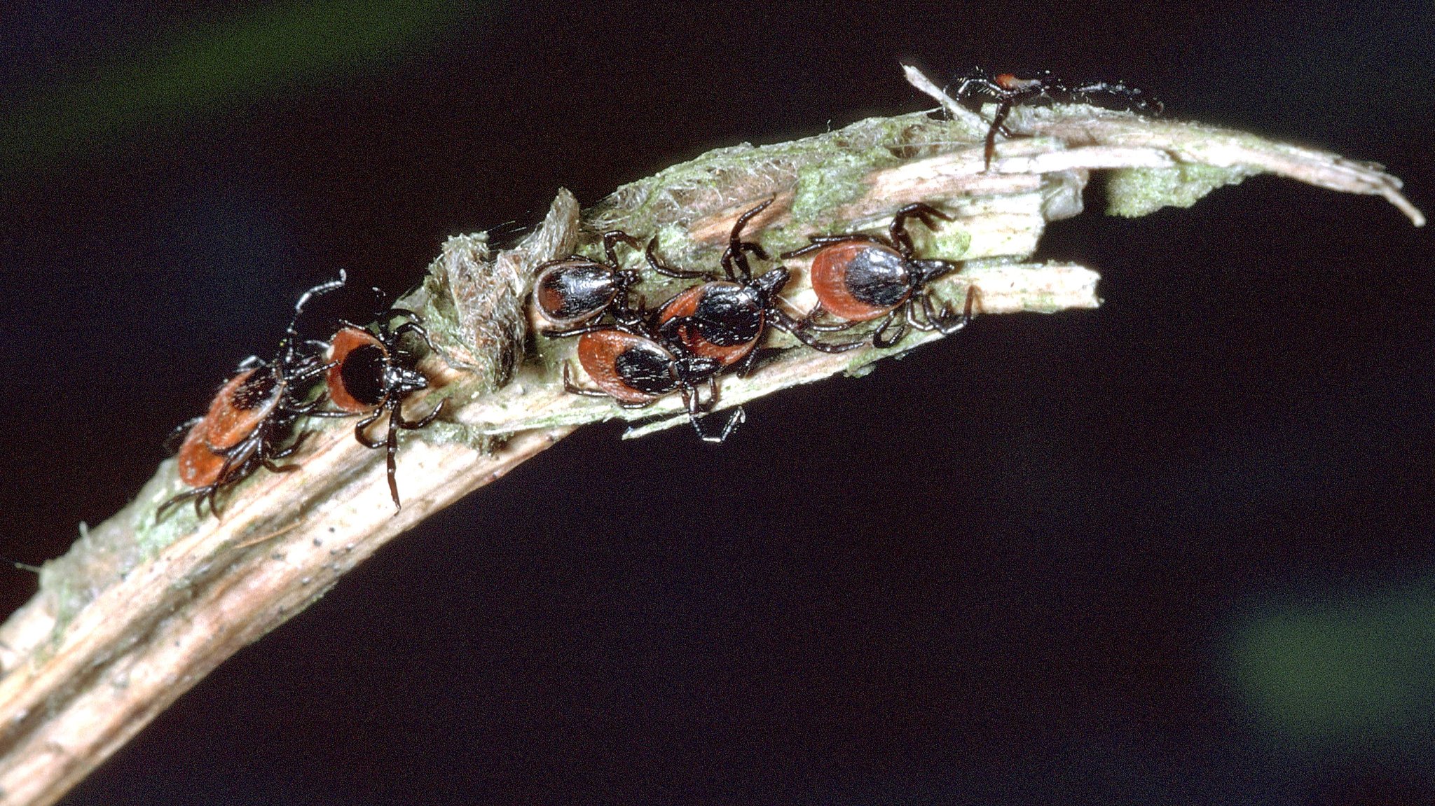 Viele Zecken auf einem kleinen Ast.