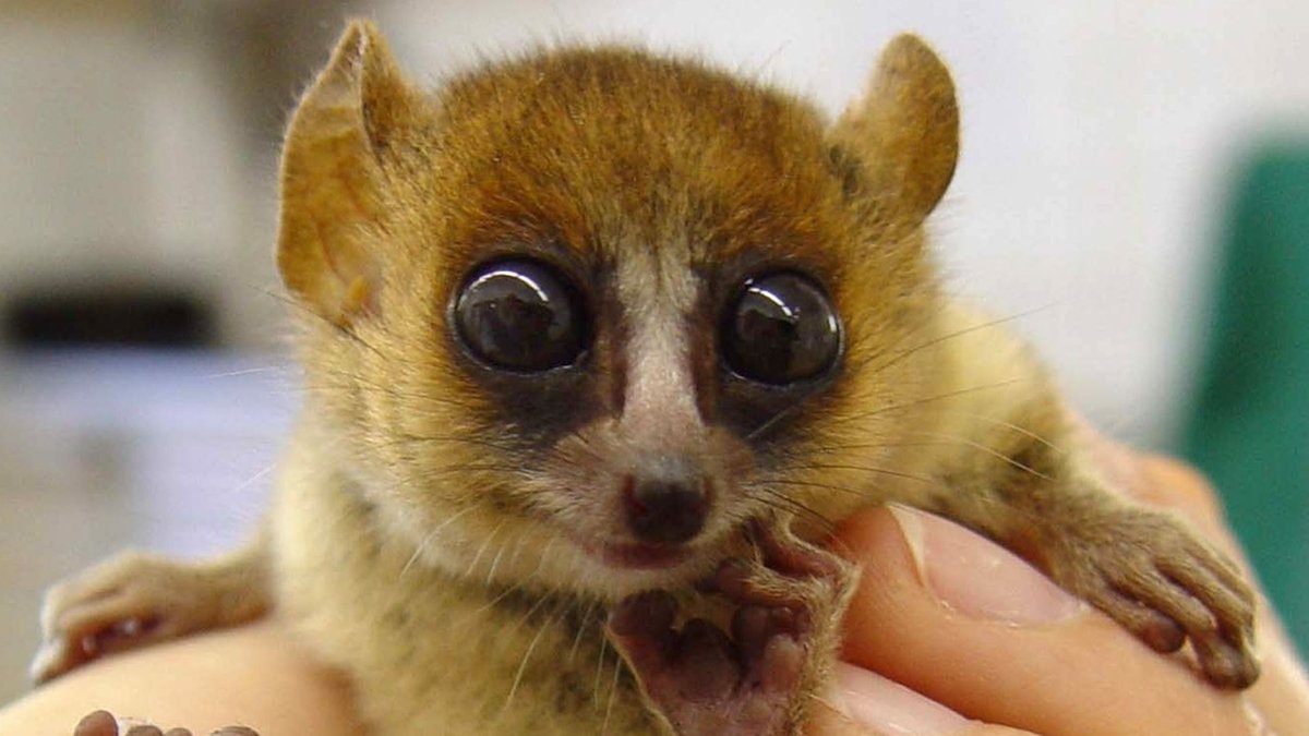 Mausmaki | Bild: picture-alliance/dpa Mausmaki