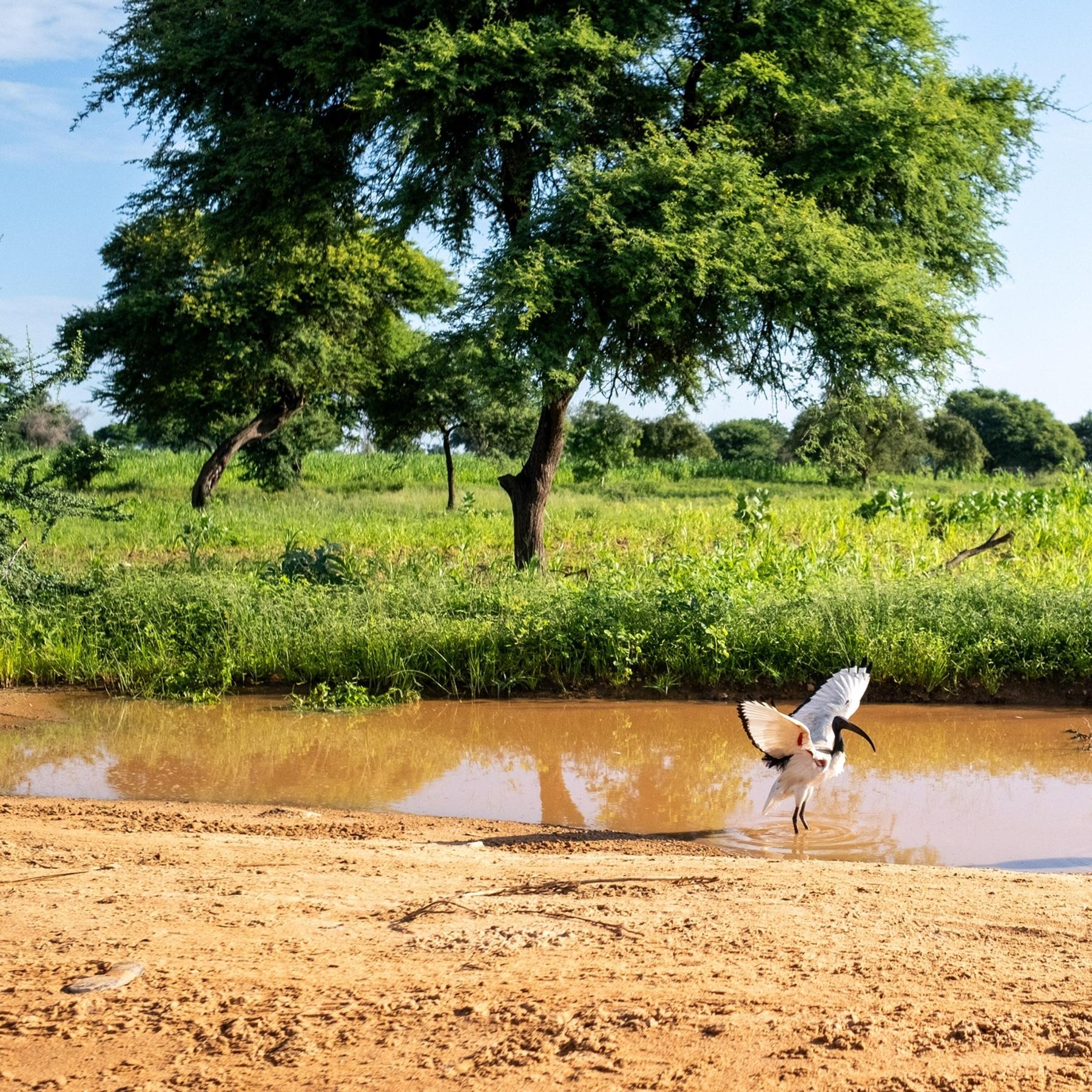 Grüne Mauer in der Sahelzone - Das bringt sie den Menschen und dem Klima