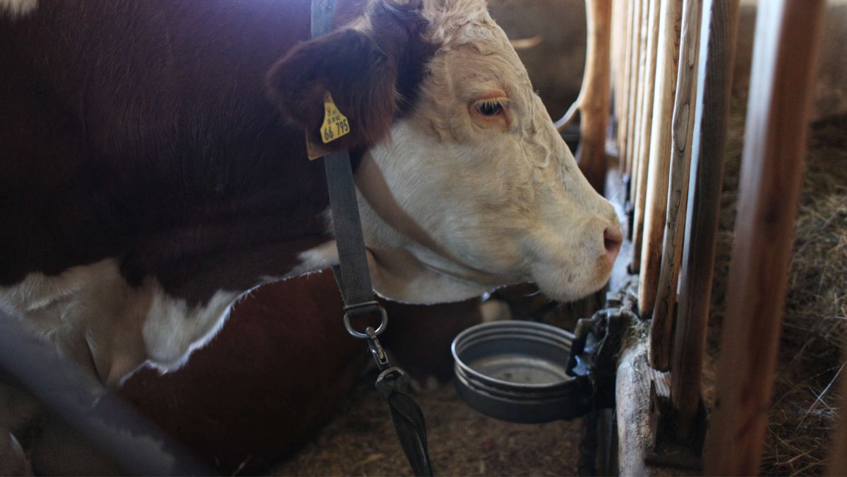 Verbot der Anbindehaltung: Welche Milchbauern müssen zusperren?
