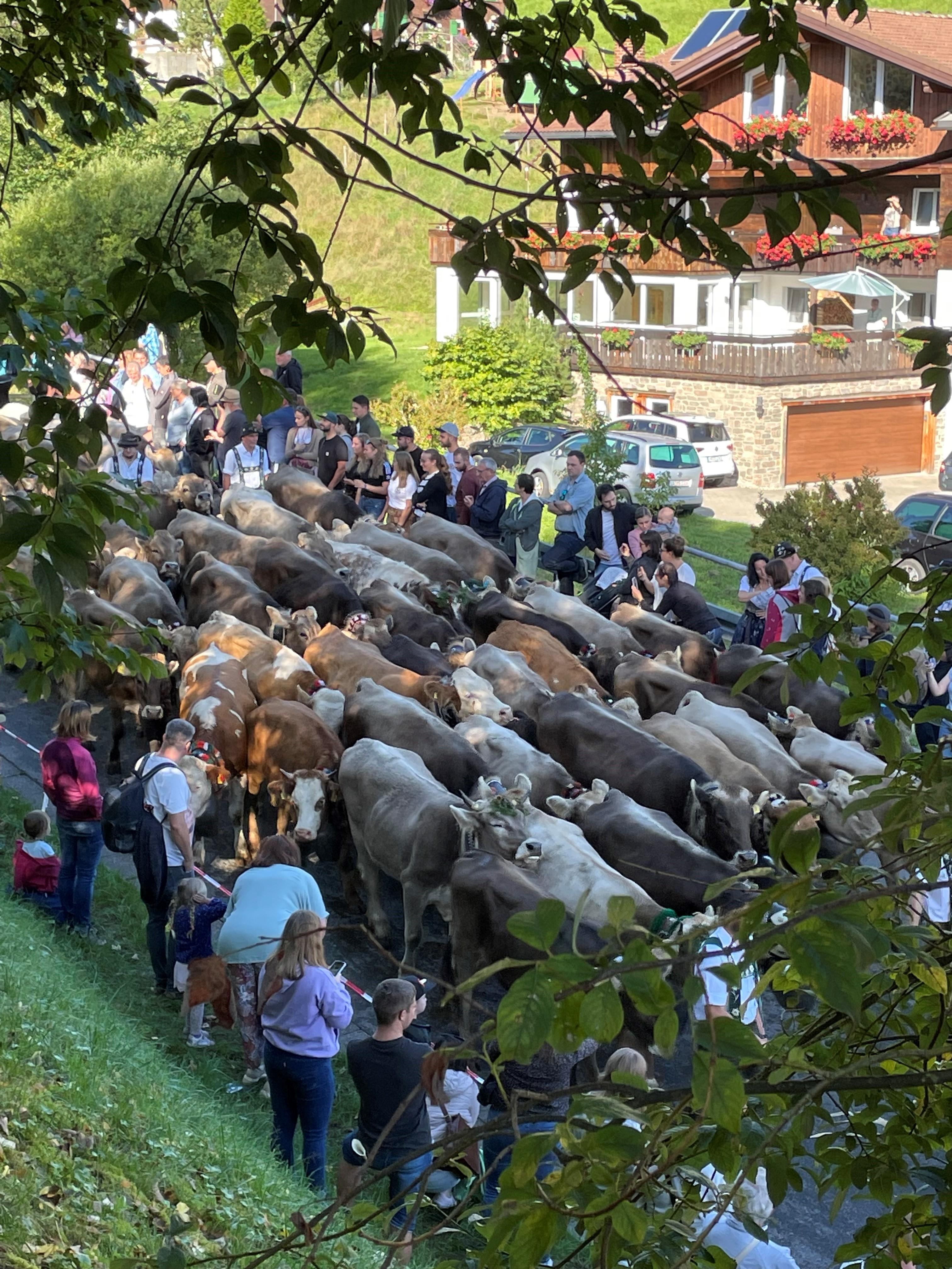 Jedes Jahr am Ende des Alpsommers werden im Allgäu die Rinder zurück ins Tal gebracht.
