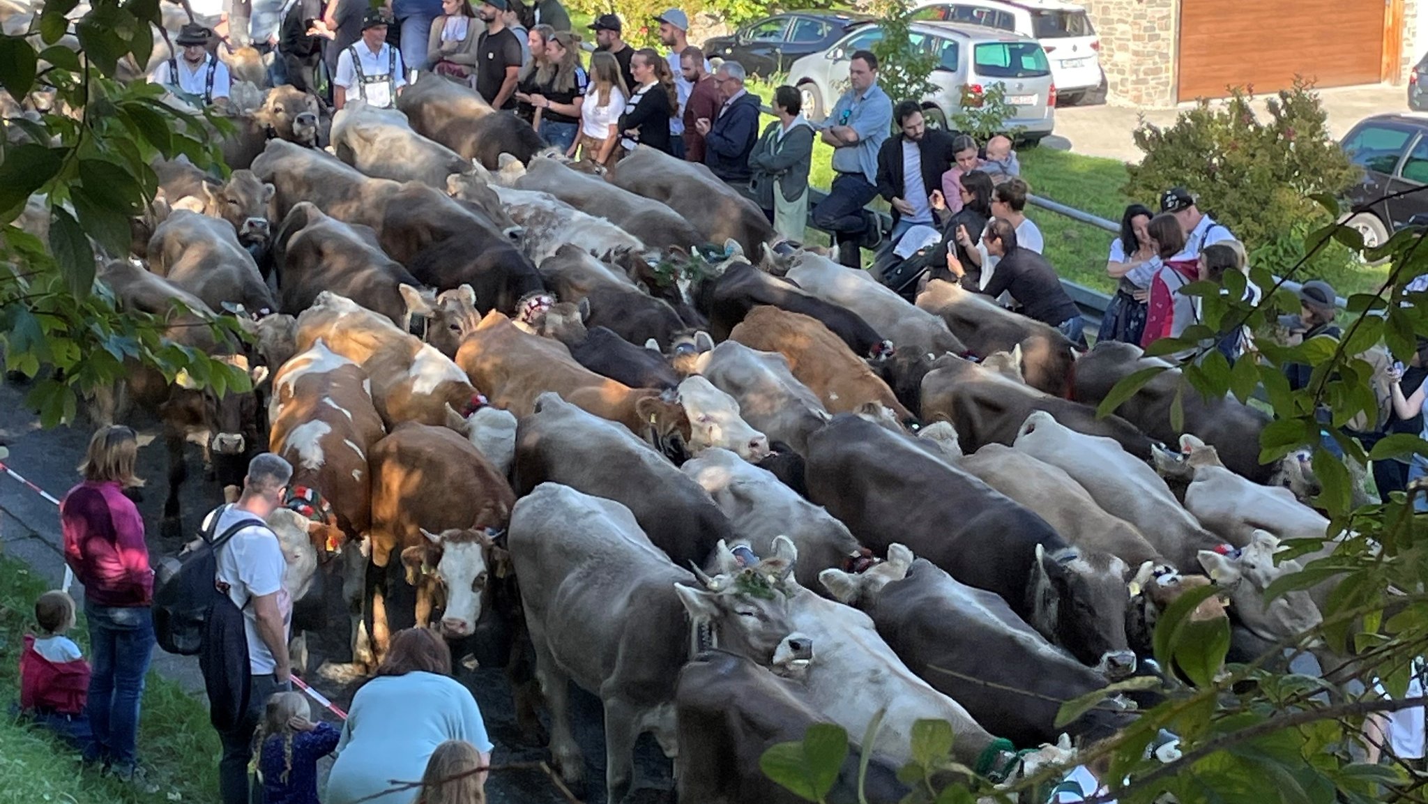 Jedes Jahr am Ende des Alpsommers werden im Allgäu die Rinder zurück ins Tal gebracht. | Bild: BR/Katharina Reichart Jedes Jahr am Ende des Alpsommers werden im Allgäu die Rinder zurück ins Tal gebracht.