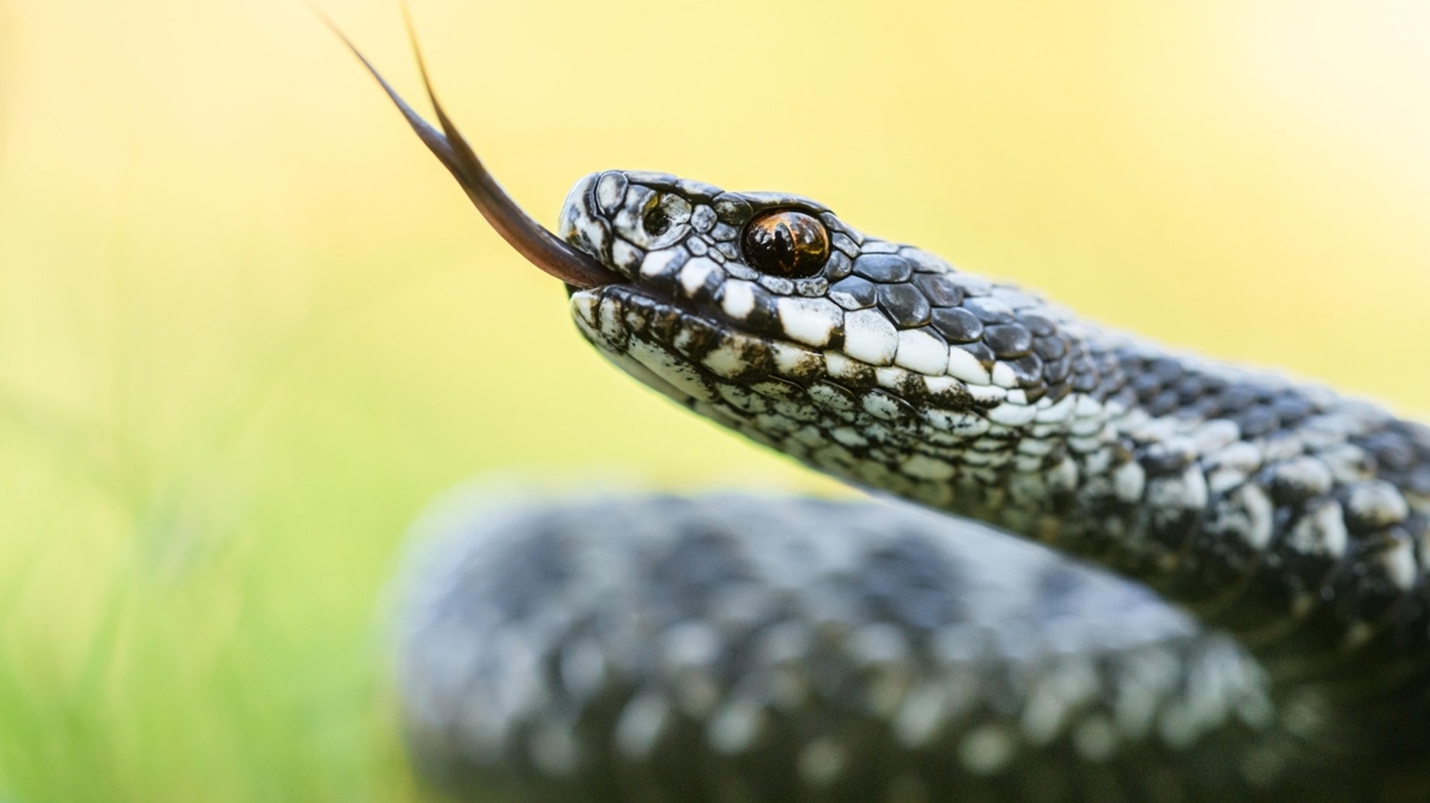 Kreuzotter (Vipera berus)