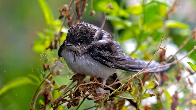 Eine Mehlschwalbe sitzt mit nassem Gefieder in einem Busch. | Bild: picture alliance / M.i.S. | Bernd Feil Eine Mehlschwalbe sitzt mit nassem Gefieder in einem Busch.