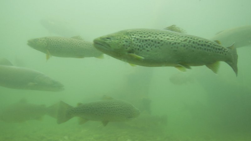 Auch die Fische leiden unter den hohen Temperaturen: Der Bestand geht spürbar zurück. | Bild: Bayerischer Rundfunk 2025 Auch die Fische leiden unter den hohen Temperaturen: Der Bestand geht spürbar zurück.
