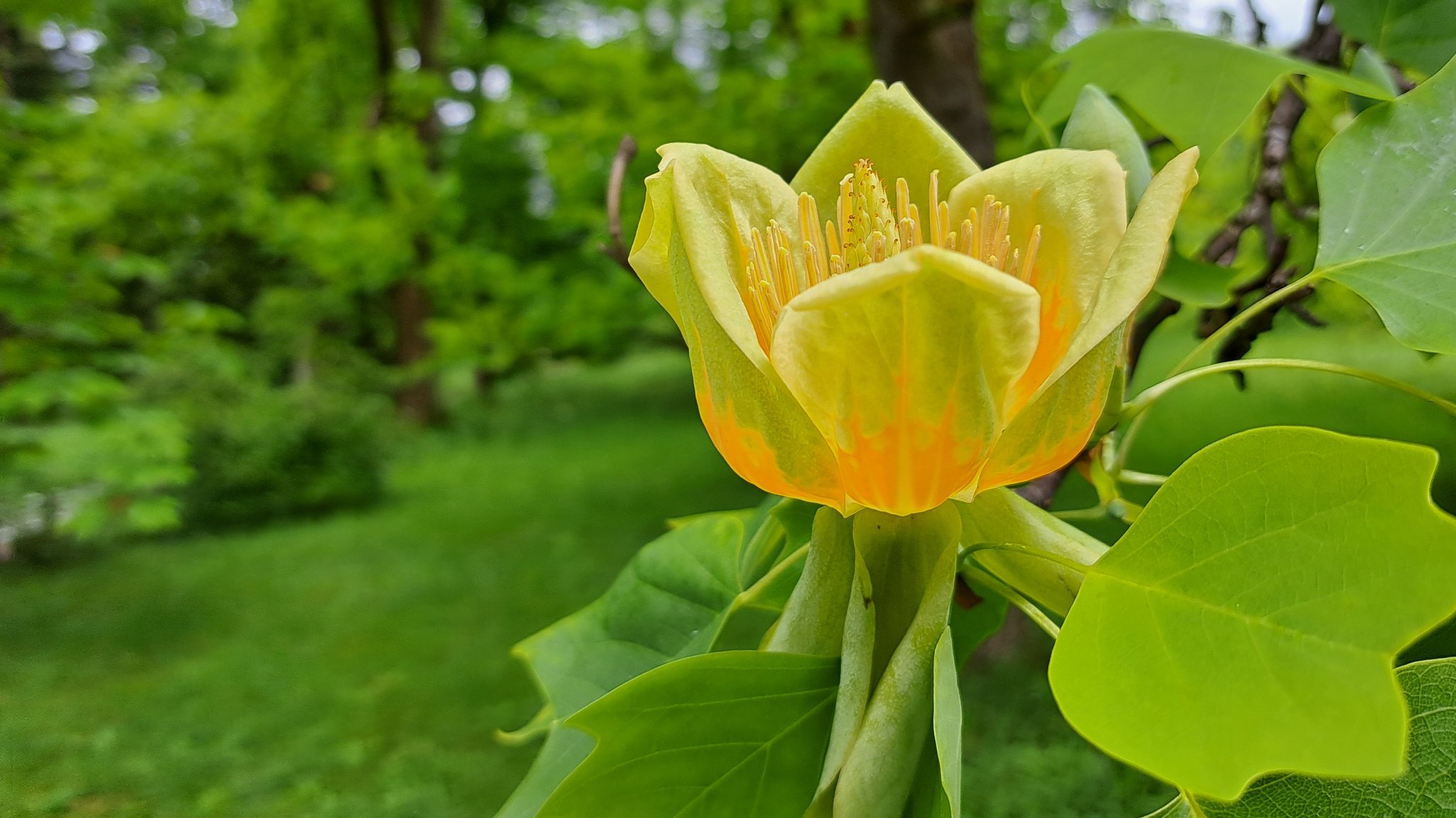 Ein Tulpenbaum im Botanischen Garten in München-Nymphenburg. | Bild: Susanne Delonge/BR Ein Tulpenbaum im Botanischen Garten in München-Nymphenburg.