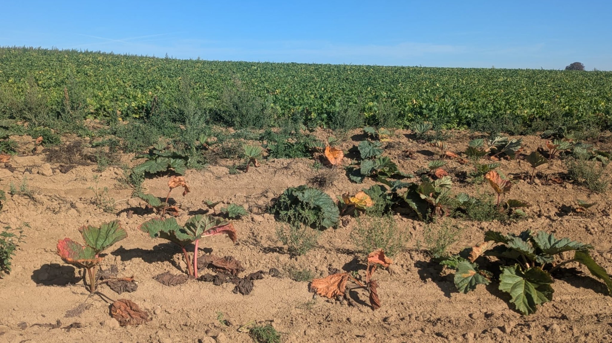 Mit SBR und Stolbur befallener Rhabarber bei Hausen im Landkreis Würzburg
