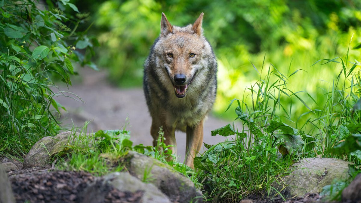 ARCHIV - 18.06.2024, Niedersachsen, Hanstedt: Ein Wolf läuft im Wildpark Lüneburger Heide durch sein Gehege. (zu dpa: «Nationalparkverwaltung: Wolf wohl weiterhin auf Norderney») Foto: Philipp Schulze/dpa +++ dpa-Bildfunk +++