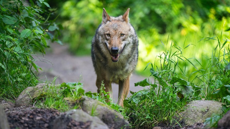ARCHIV - 18.06.2024, Niedersachsen, Hanstedt: Ein Wolf läuft im Wildpark Lüneburger Heide durch sein Gehege. (zu dpa: «Nationalparkverwaltung: Wolf wohl weiterhin auf Norderney») Foto: Philipp Schulze/dpa +++ dpa-Bildfunk +++ | Bild: dpa-Bildfunk/Philipp Schulze ARCHIV - 18.06.2024, Niedersachsen, Hanstedt: Ein Wolf läuft im Wildpark Lüneburger Heide durch sein Gehege. (zu dpa: «Nationalparkverwaltung: Wolf wohl weiterhin auf Norderney») Foto: Philipp Schulze/dpa +++ dpa-Bildfunk +++