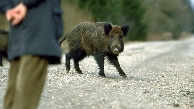 Eine Wildschwein und ein Mensch auf einer Straße | Bild: picture alliance / Sueddeutsche Zeitung Photo | Wildgruber, Josef Eine Wildschwein und ein Mensch auf einer Straße