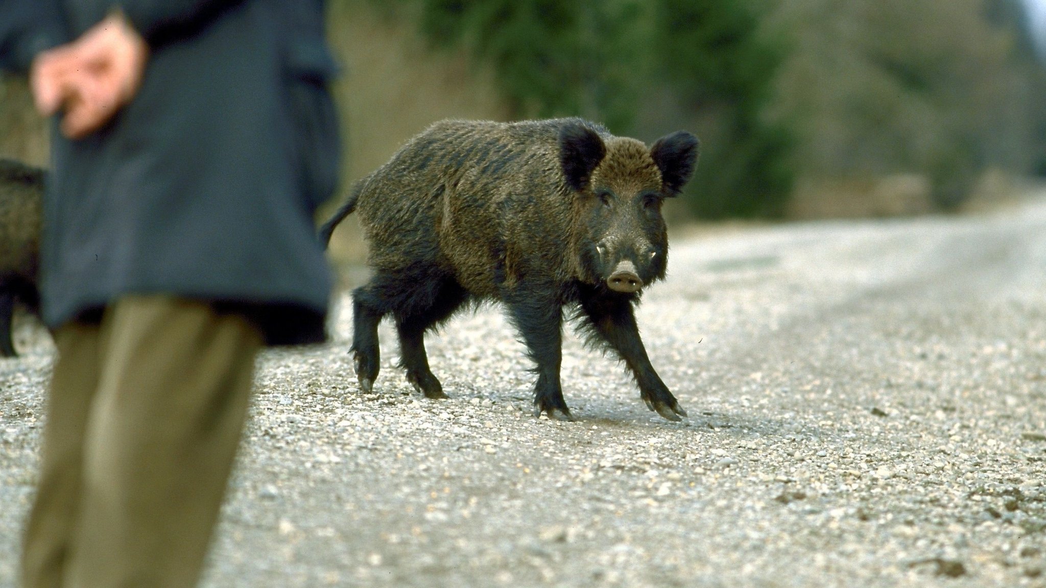 Eine Wildschwein und ein Mensch auf einer Straße