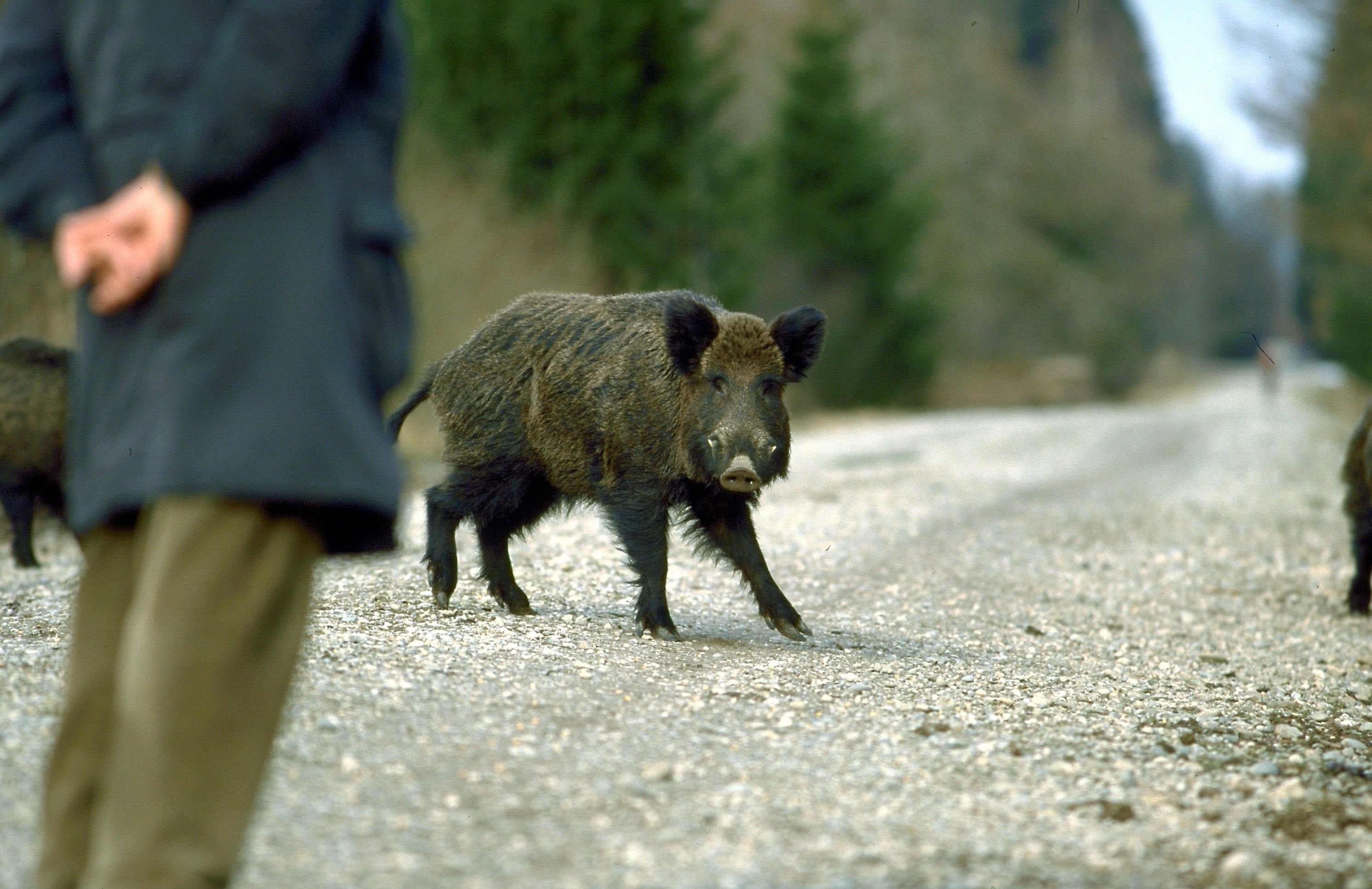 Was tun bei einem Wildschwein-Angriff? Jäger gibt Tipps | BR24 Was tun bei einem Wildschwein-Angriff? Jäger gibt Tipps | BR24