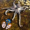 Halten Tintenfische auch mal Händchen? | Bild: picture alliance, dpa