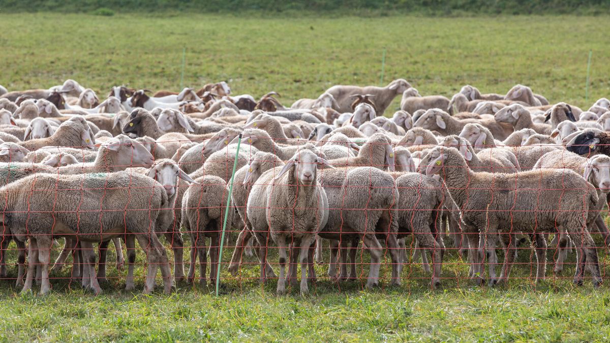 Nutztiere Vor Dem Wolf Schutzen Aber Wie Br24