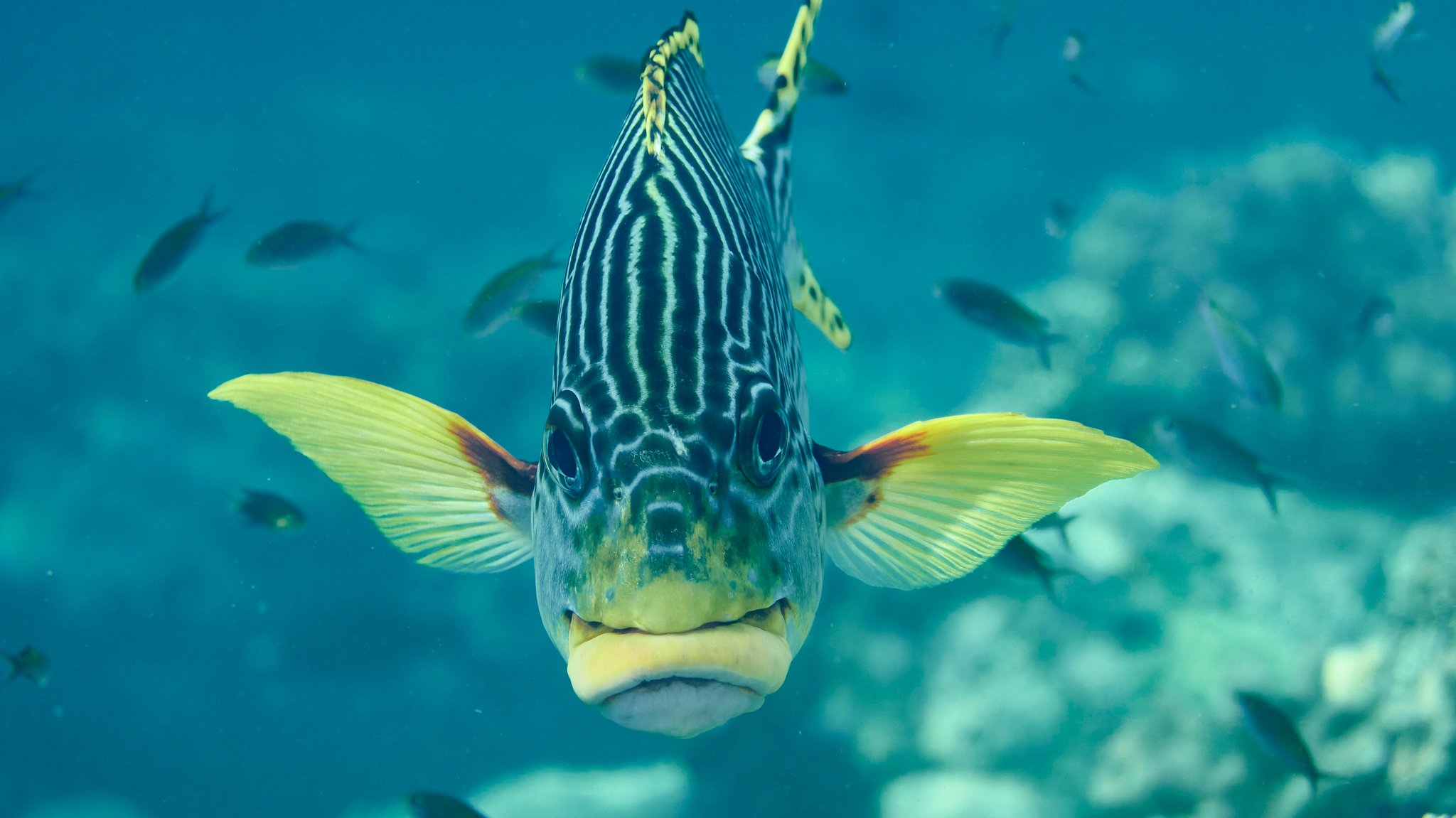 Frontalaufnahme einer Diagonalsüsslippe, Plectorhinchus lineatus, im Korallenriff. Selayar, Südsulawesi, Indonesien