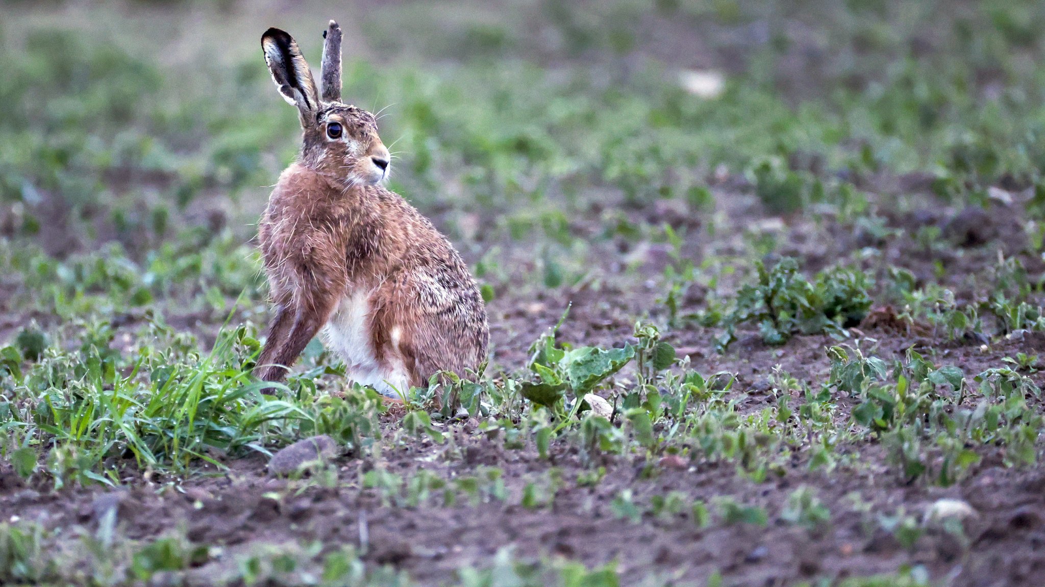 Hase auf einem Feld (Symbol- und Archivbild) | Bild: dpa bildfunk/Thomas Warnack Hase auf einem Feld (Symbol- und Archivbild)