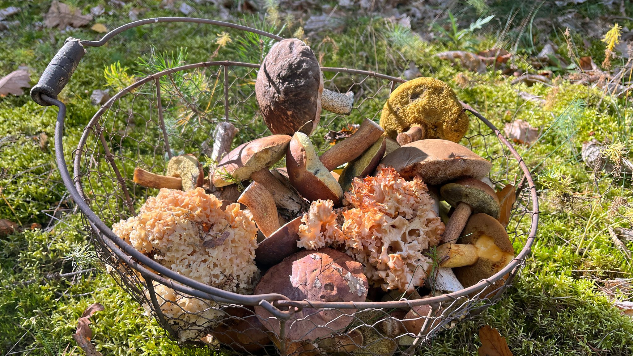 (Symbolbild) Gefüllter Korb auf Waldboden mit Waldpilzen. | Bild: picture alliance / Caro | Sorge (Symbolbild) Gefüllter Korb auf Waldboden mit Waldpilzen.