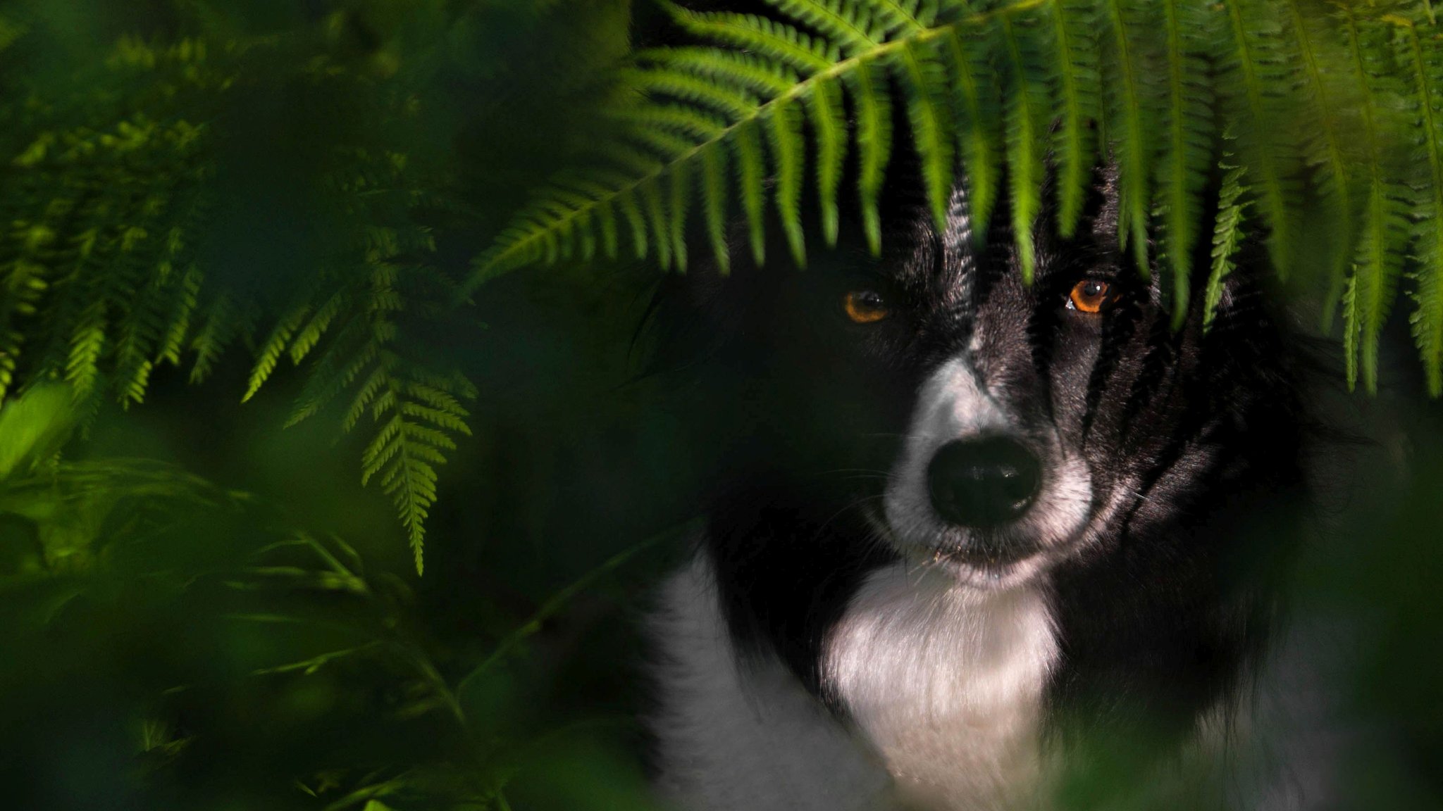 Hund hinter Farn halbversteckt