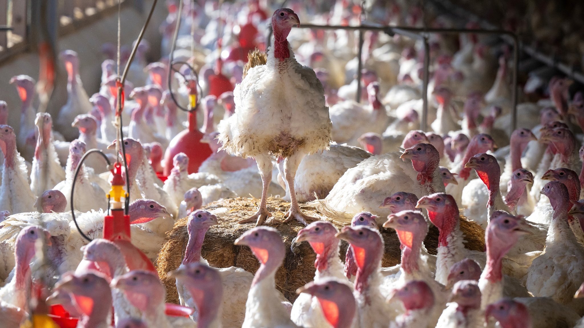 Putenhalter in Sorge: Weniger Tiere, weniger Absatz?