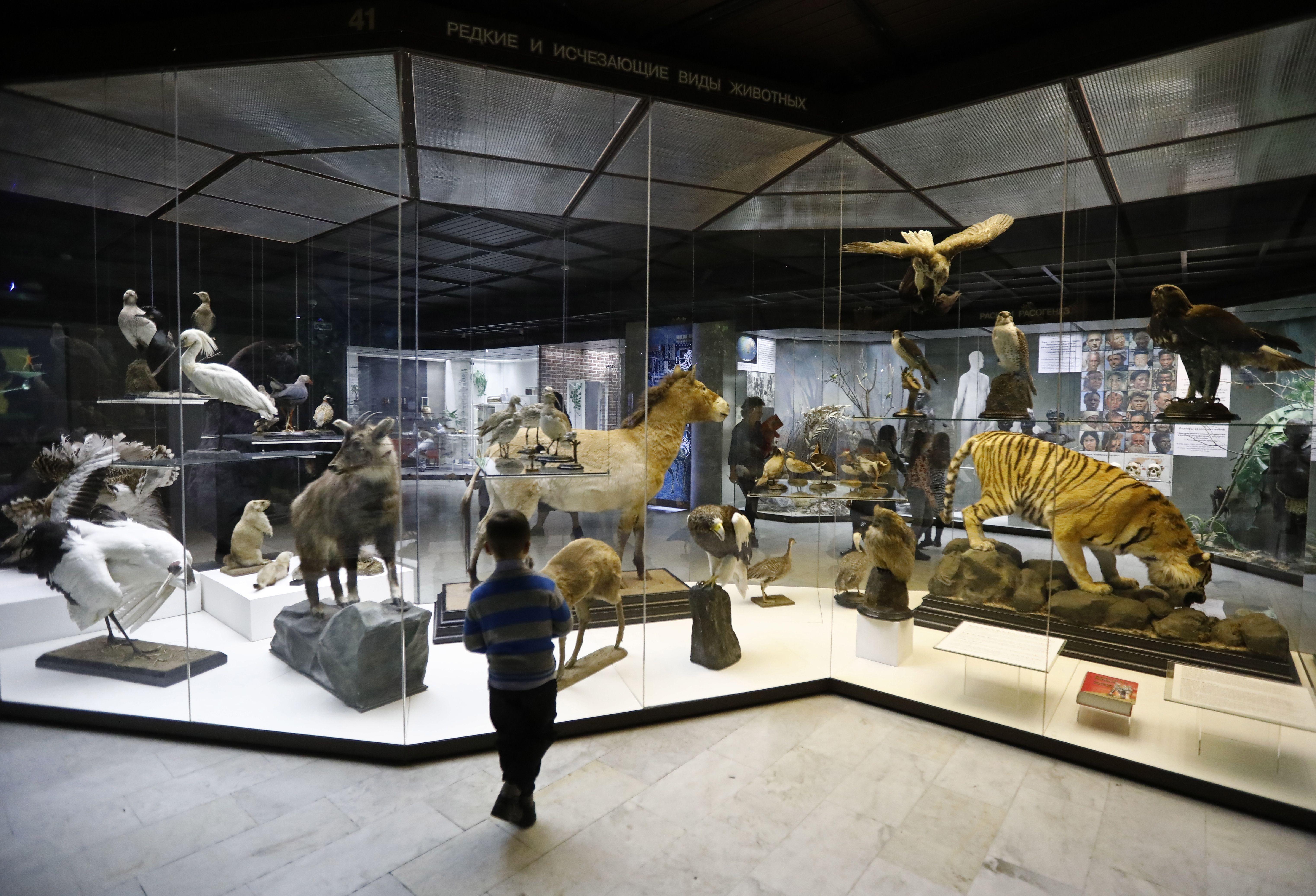 Kind steht vor Glasvitrine mit ausgestopften Tieren