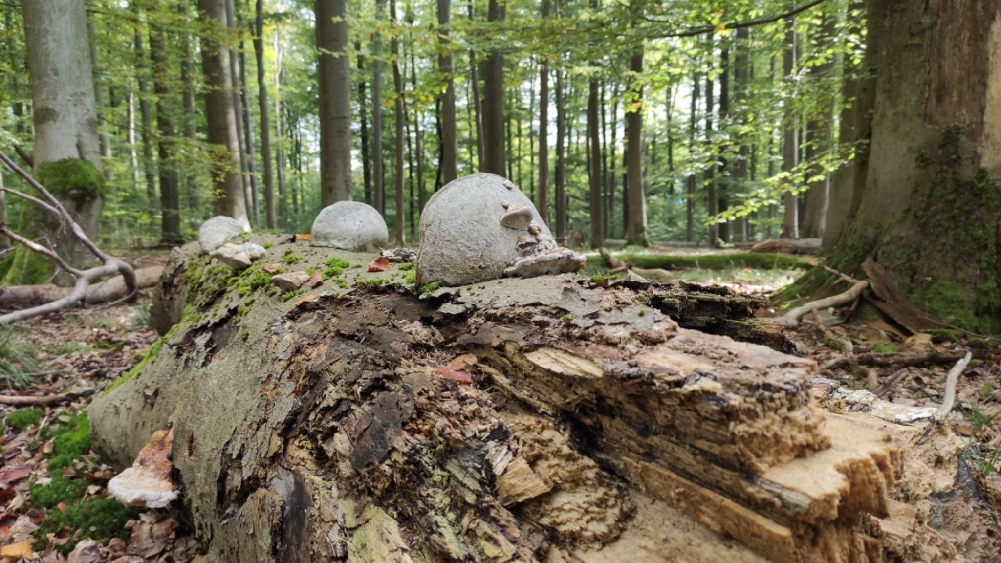 Totholz im Steigerwald bei Fabrikschleichach