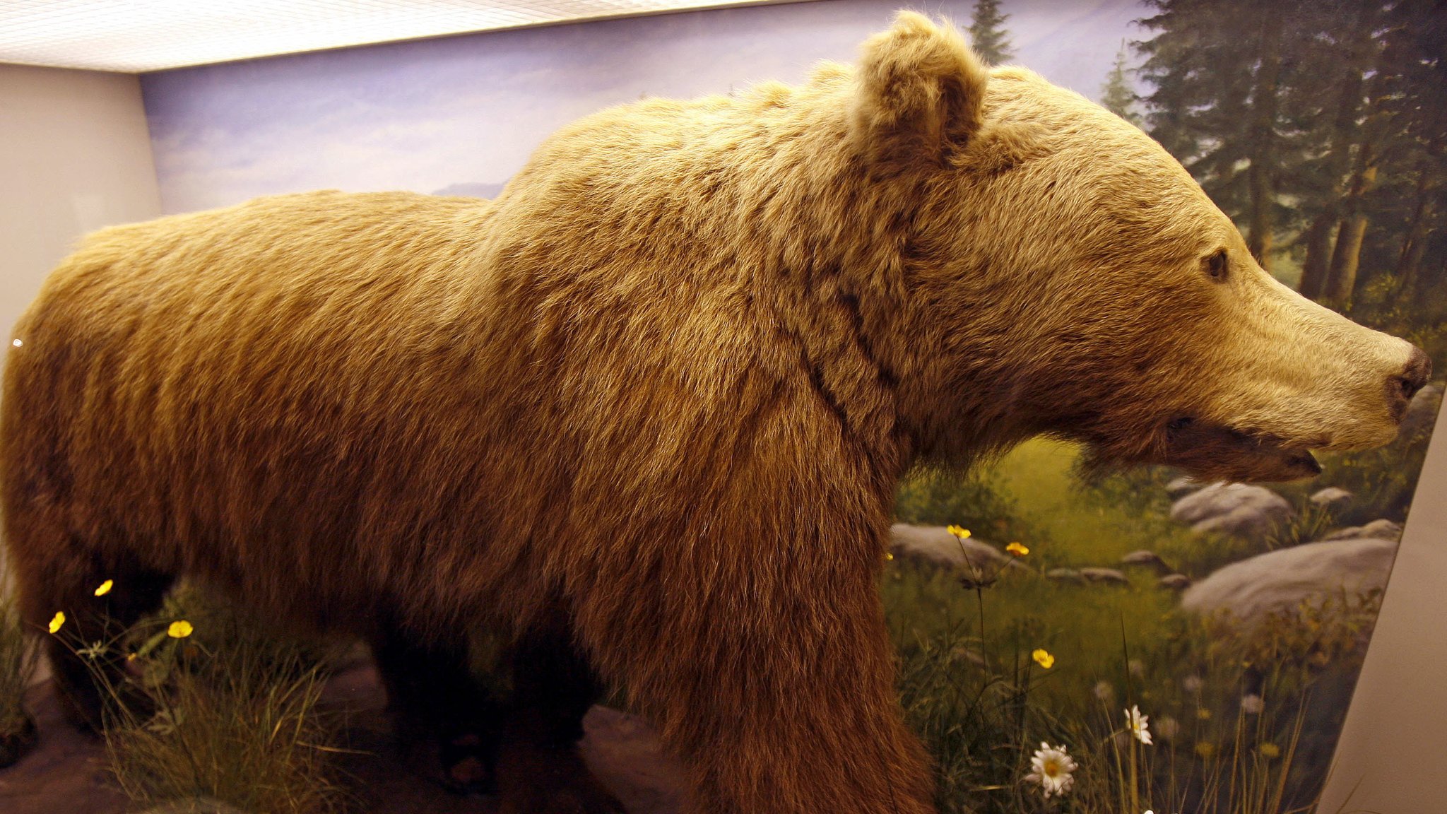 Jetzt ausgestopft: Der letzte freilebende bayerische Braunbär, der im Jahr 1835 bei Ruhpolding erlegt worden war.