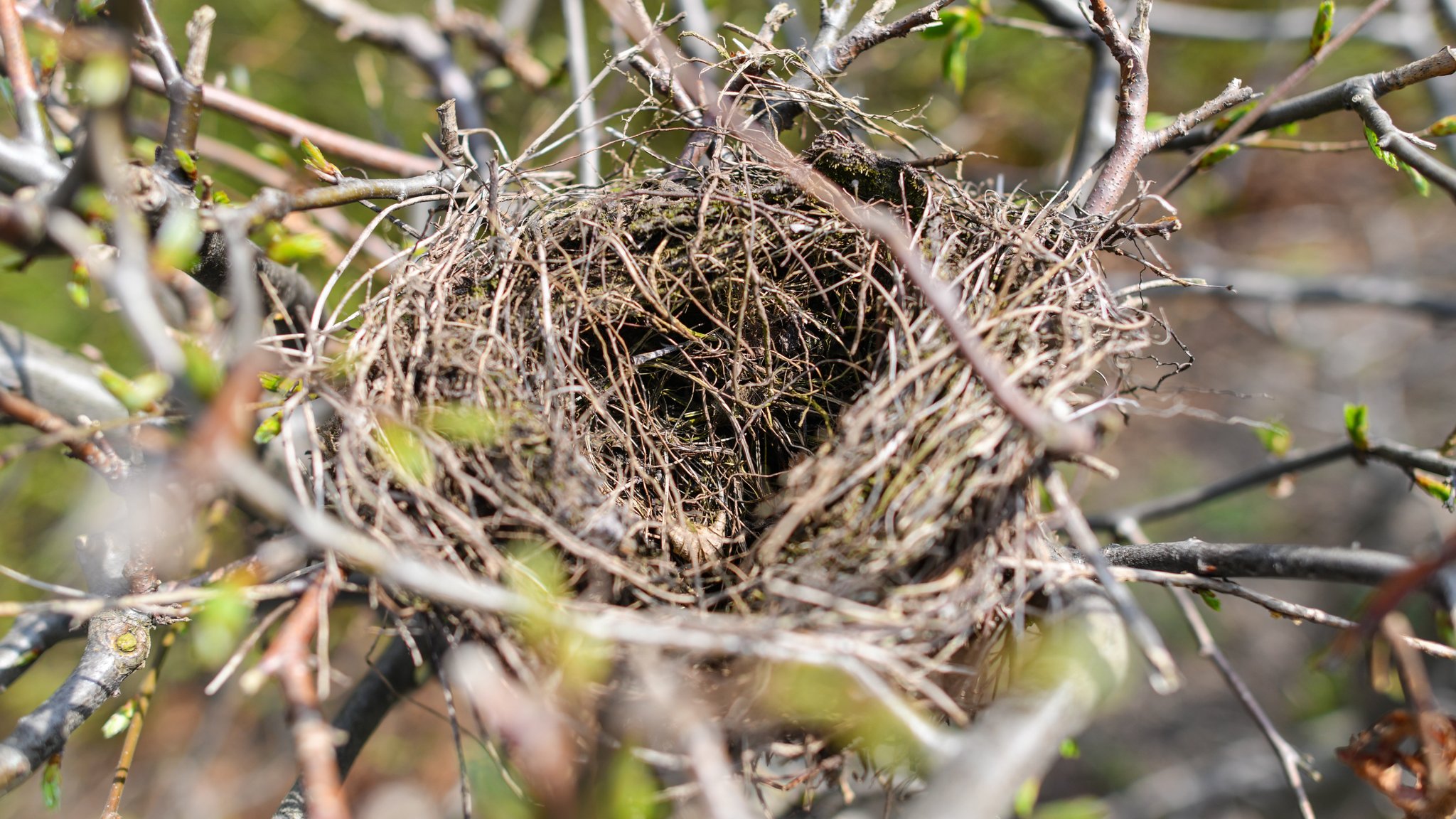 Hecke mit Vogelnest