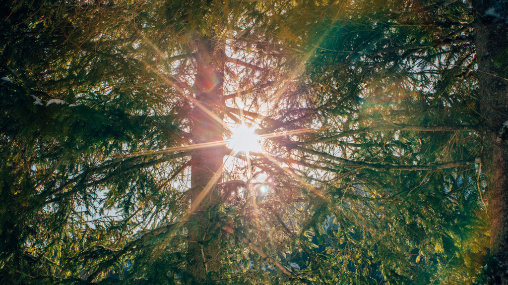Die Sonne scheint durch die Äste mehrerer Tannenbäume. (Symbolbild)