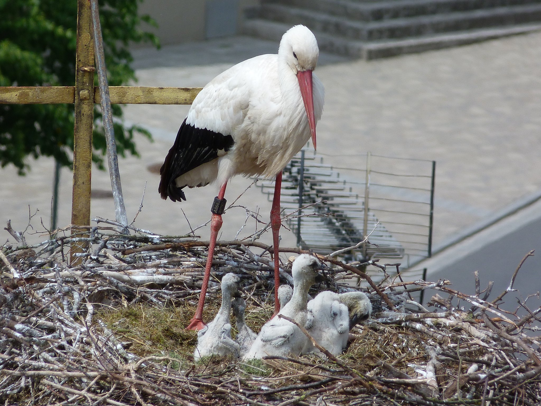 Fünf Storchenbabys in Geiselwind geschlüpft