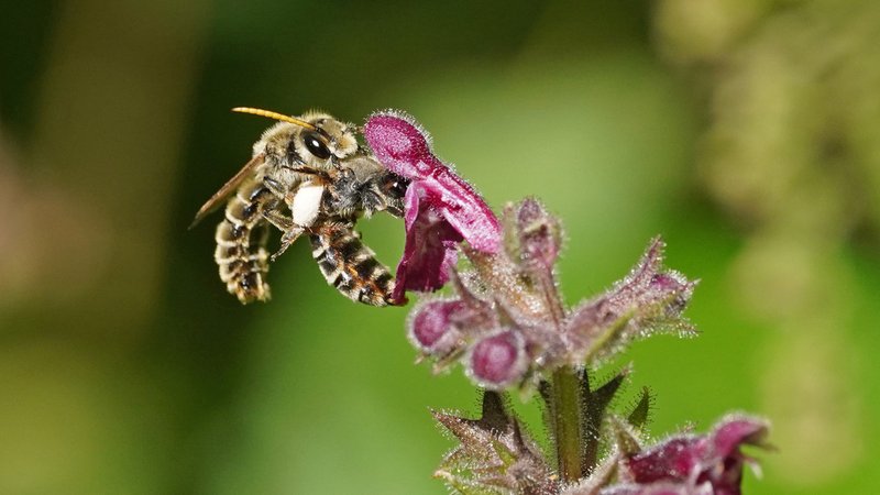 So ähnlich sieht die Östliche Schlürfbiene aus, hier zwei Exemplare bei der Paarung.