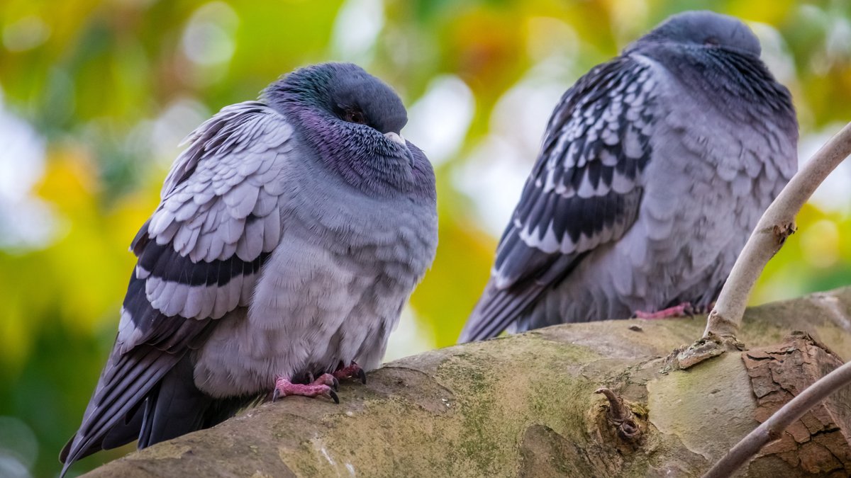 Können Vögel träumen? Forscher beobachten REM-Phasen von Tauben