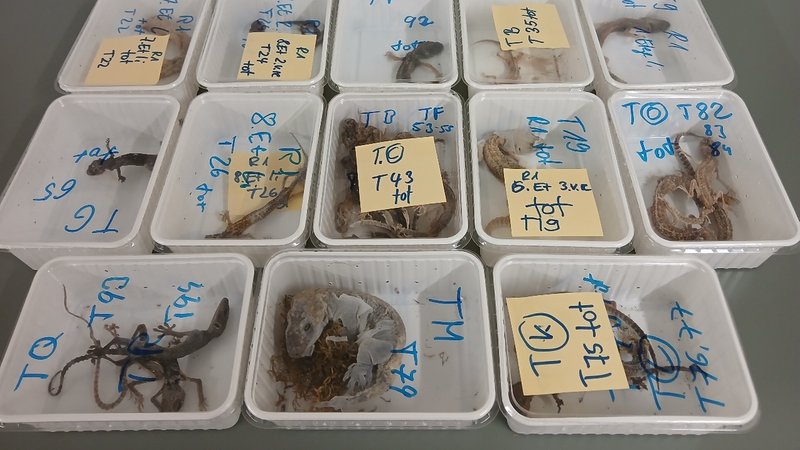 Toter Gecko | Bild: Markus Menn / Landratsamt Haßberge Toter Gecko