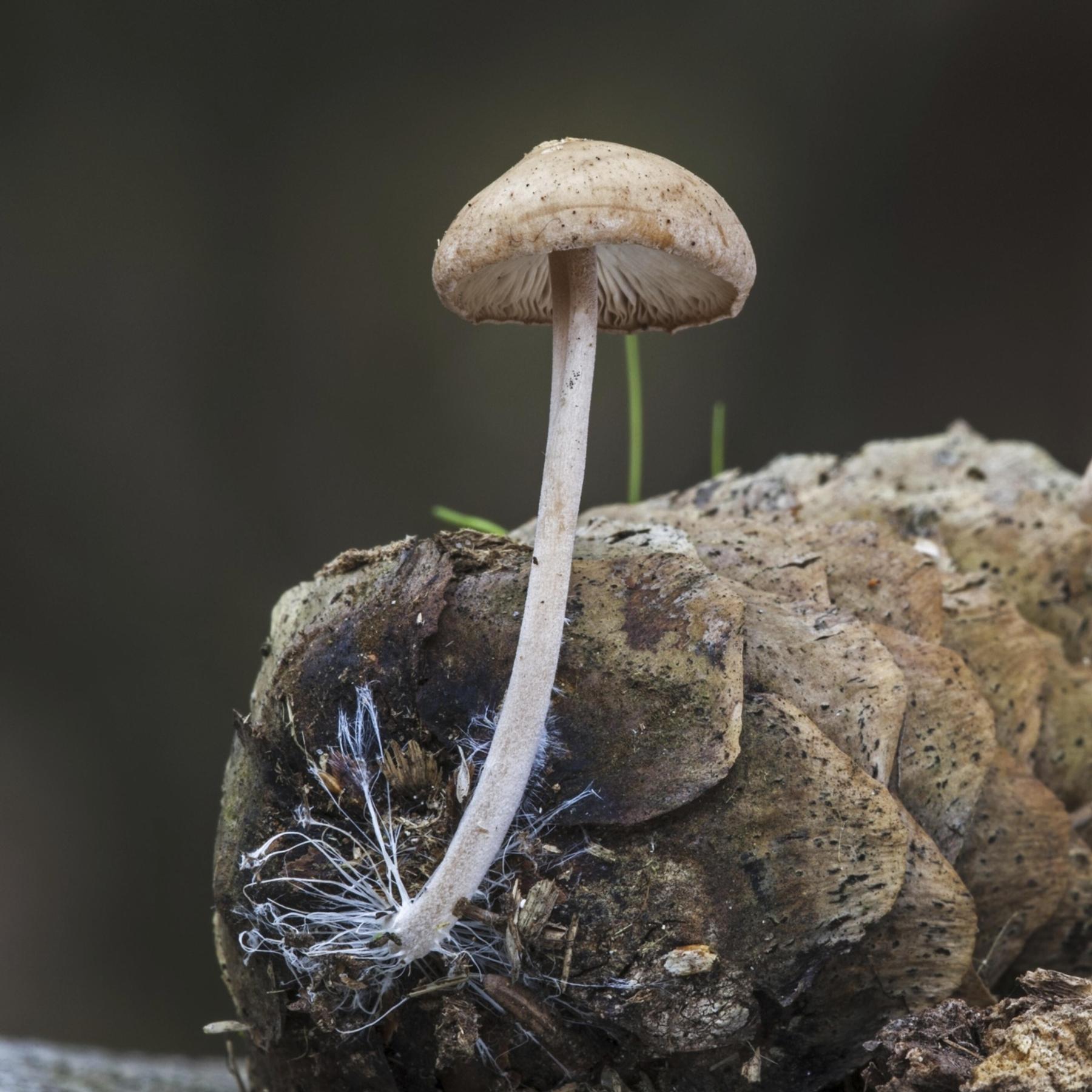 Grüne Elektronik aus Pilzen – Super-Material der Zukunft? Grüne Elektronik aus Pilzen – Super-Material der Zukunft?