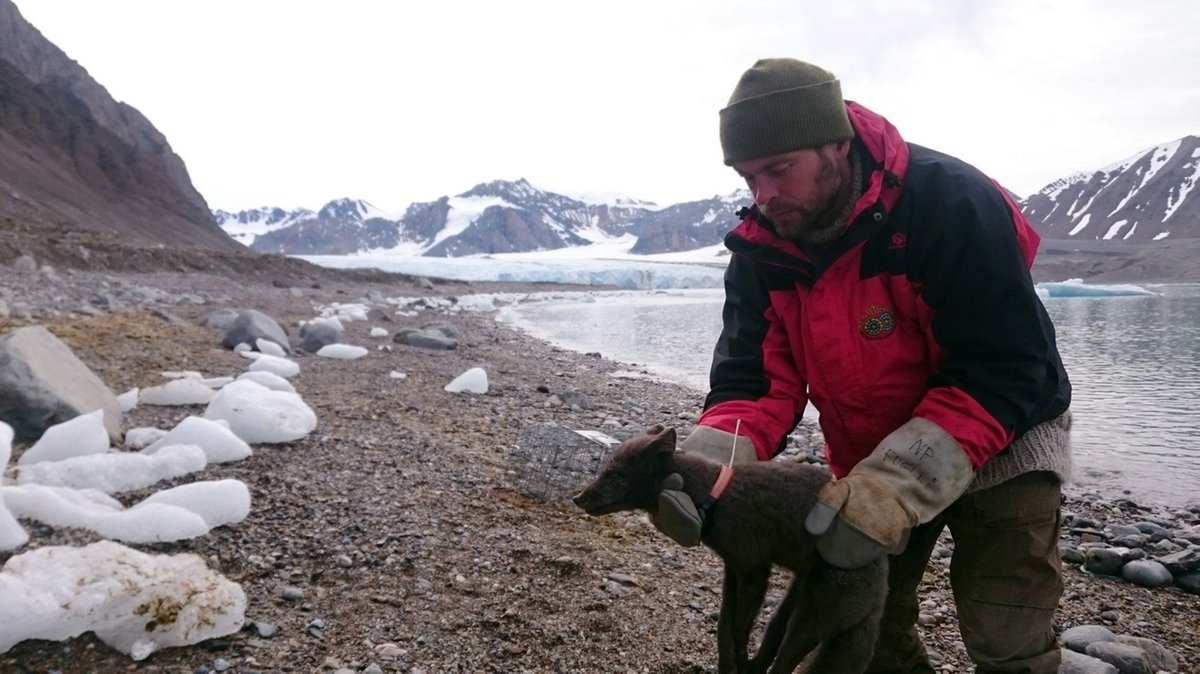 Wissenschaftler legten der jungen Polarfüchsin auf Spitzbergen ein Halsband samt Sender um. So konnten sie ihre Reise bis nach Kanada beobachten.