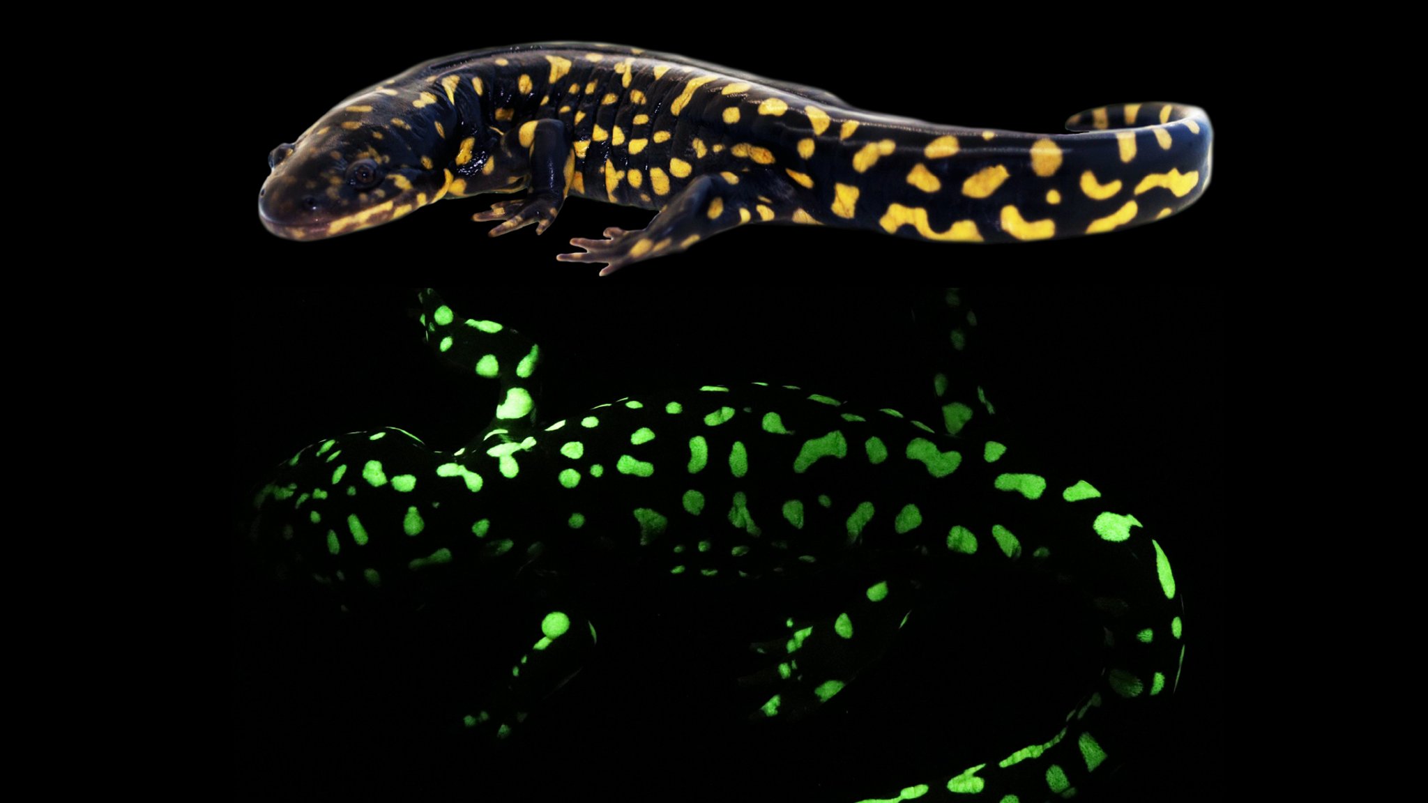 Tigersalamander