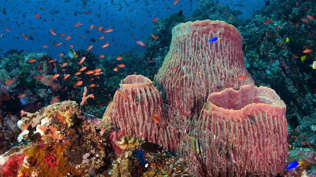 Unterwasserbild mit Fahnenbarsche an Tonnenschwämmen