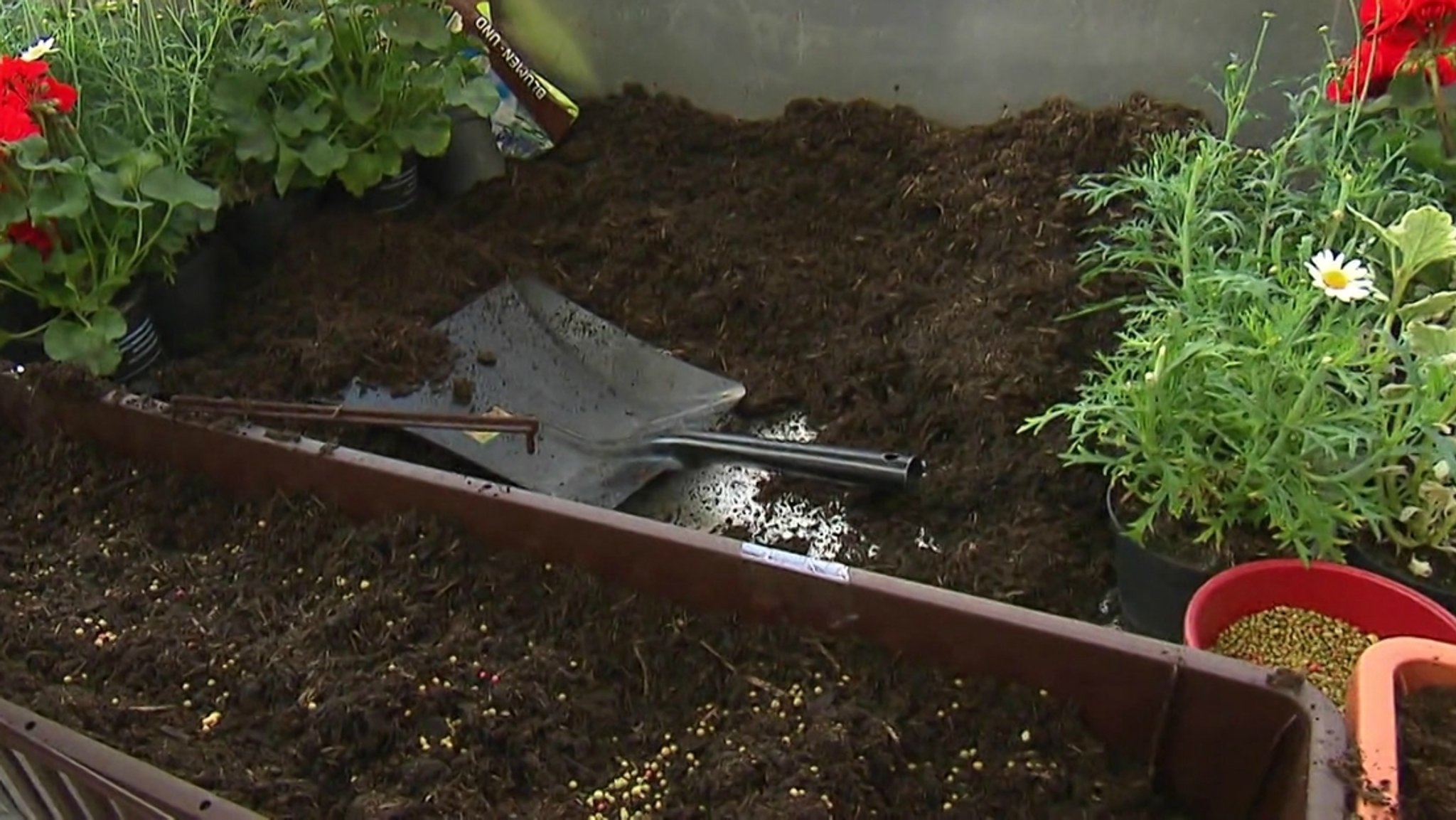 Torf in der Blumenerde ist bei Gärtnern äußerst beliebt.