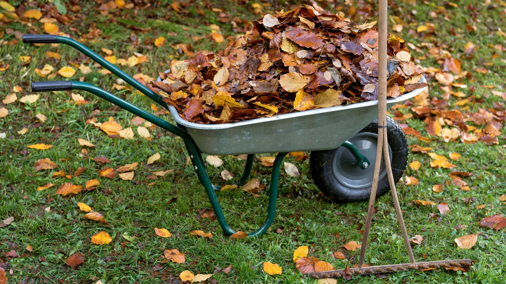 Herbstlaub: Was tun mit dem Laub im Garten?