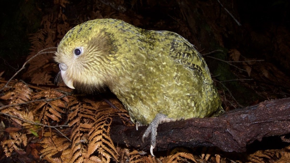 Foto eines Kakapo