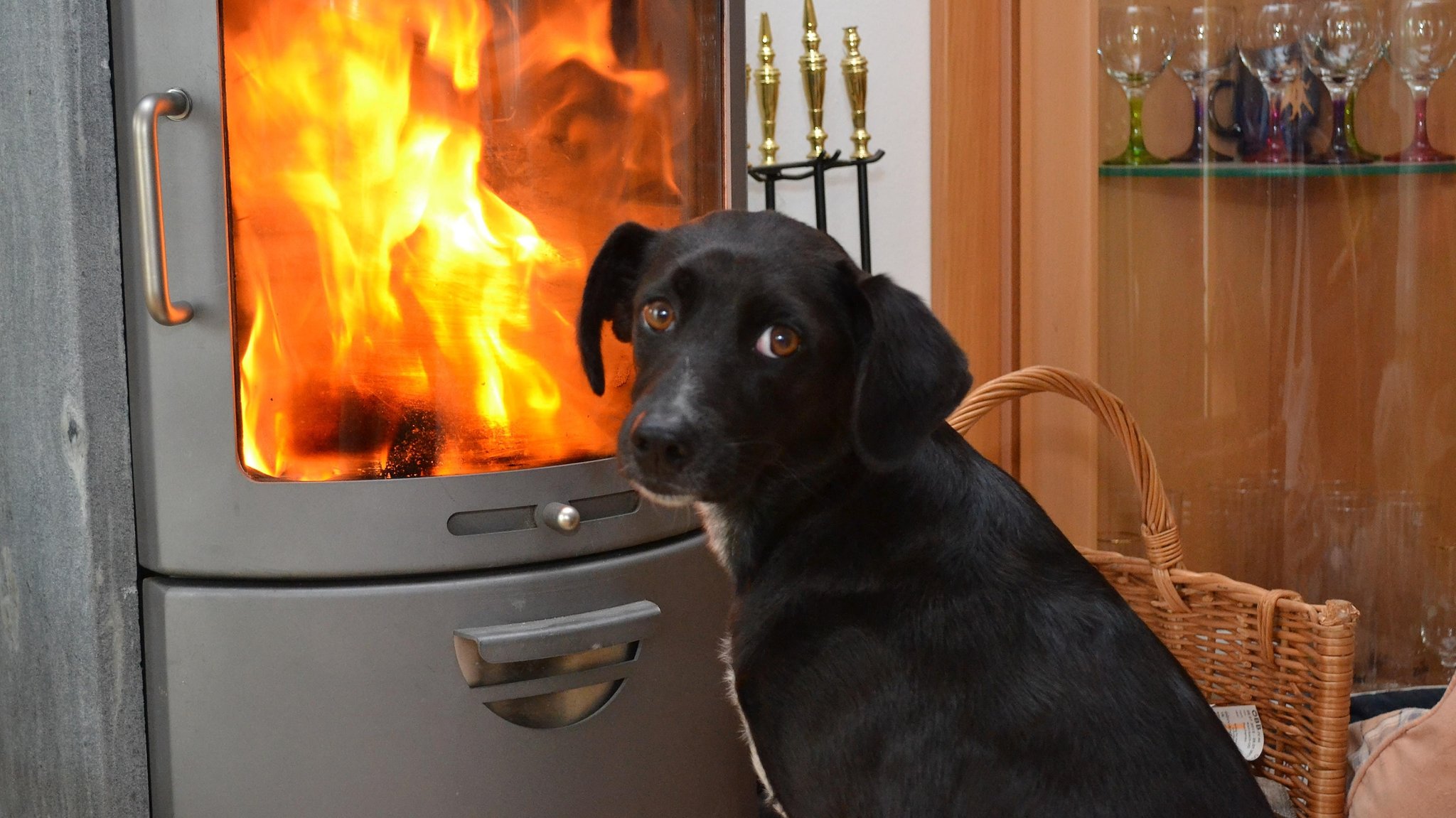 Ein schwarzer Hund sitzt vor einem flackernden Schwedenofen.