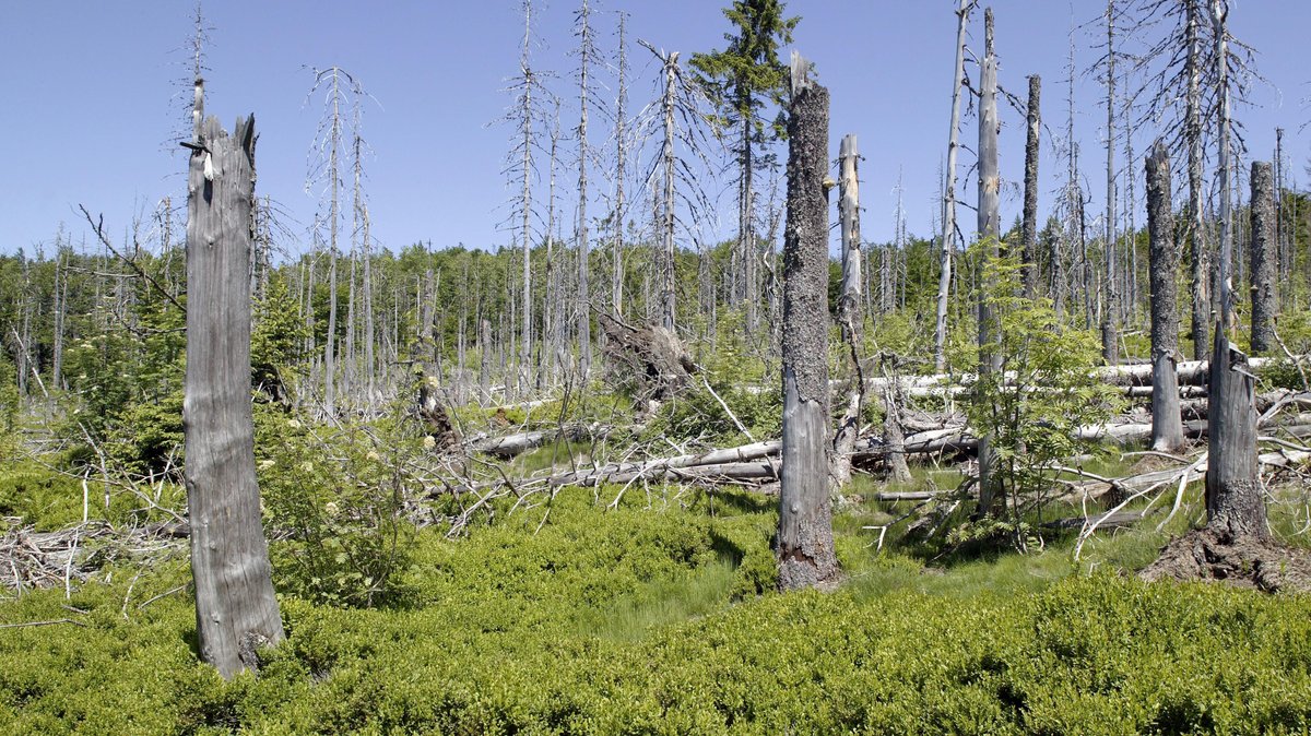 Nadelwald mit vom Borkenkäfer befallenen toten Fichten auf dem Berg Lusen im Nationalpark Bayerischer Wald bei Spiegelau