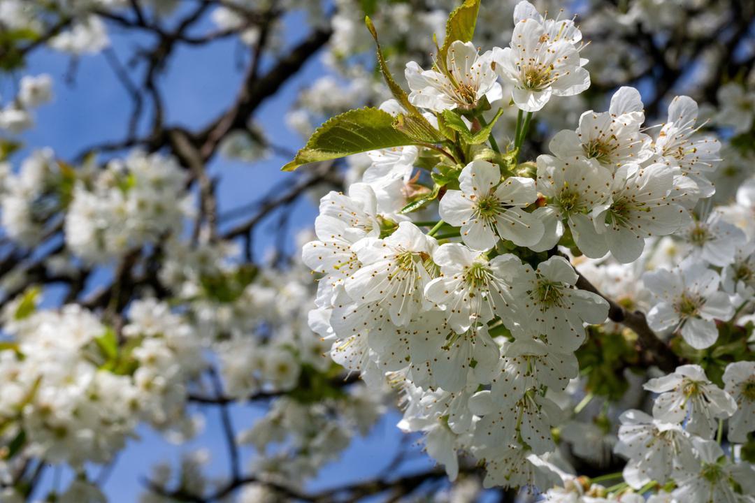 Ein Kirschbaum steht in voller Blüte.