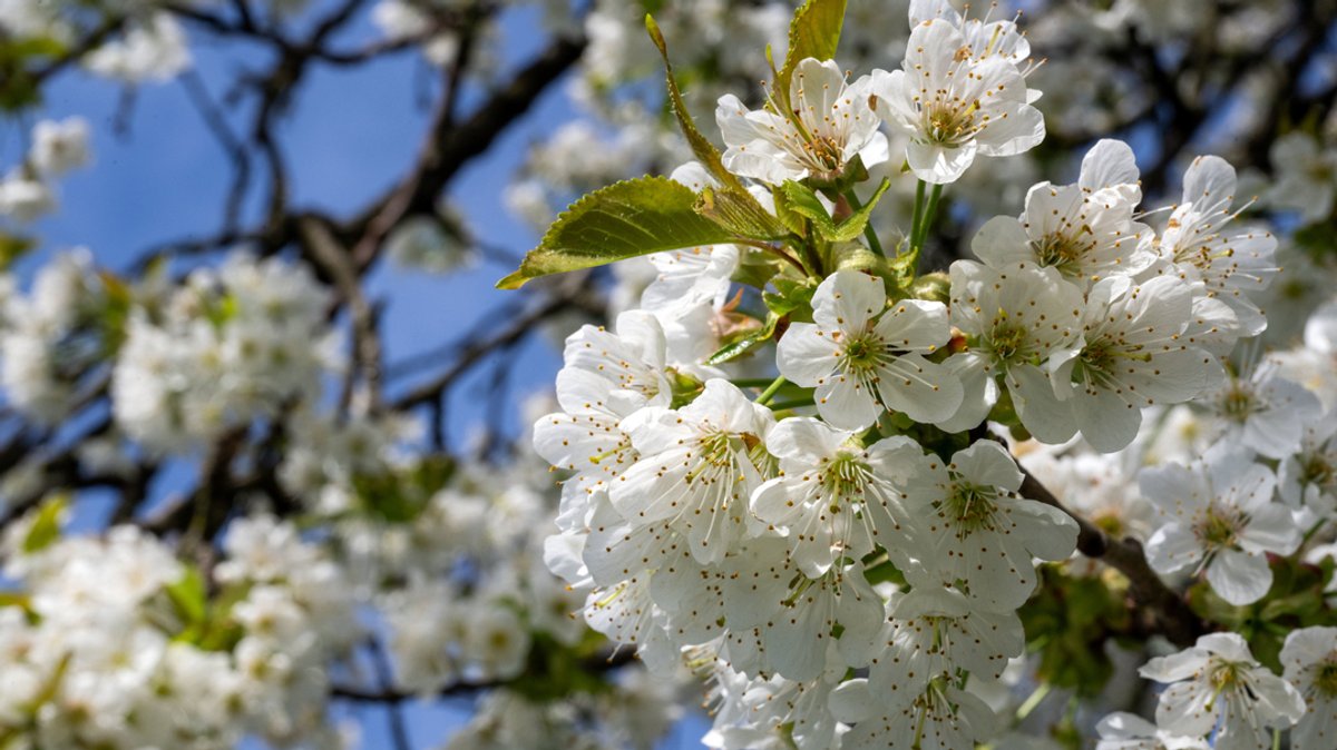 Ein Kirschbaum steht in voller Blüte.