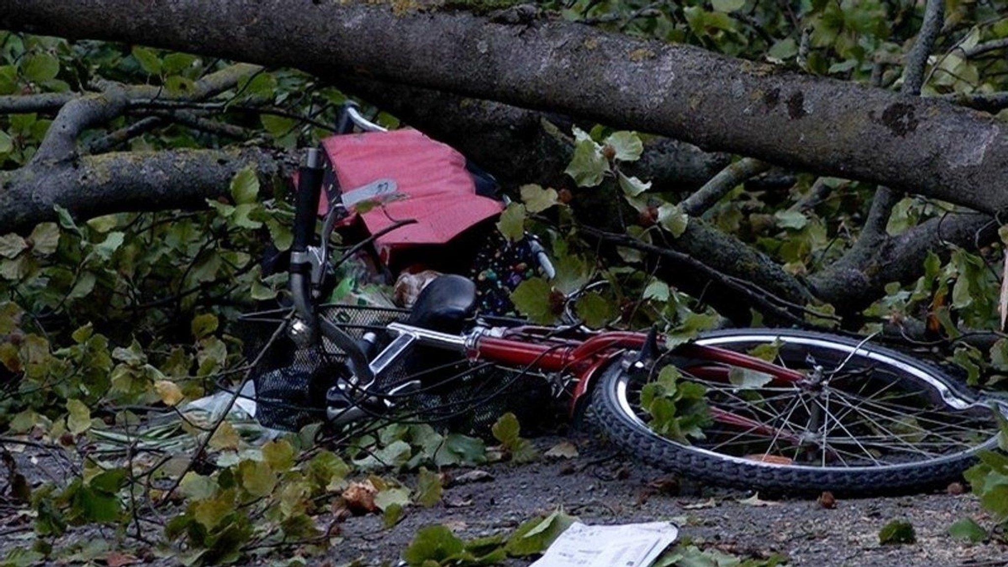 Ein Fahrrad liegt im Würzburger Ringpark unter einem umgefallenen Baum.