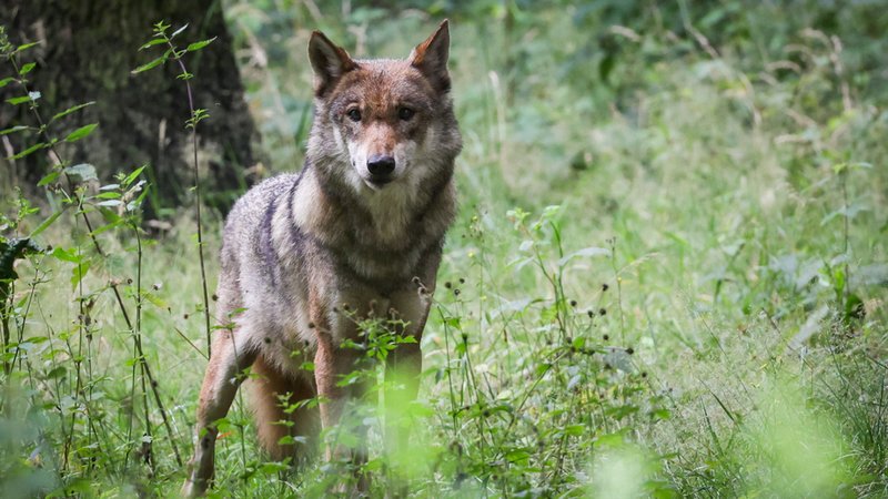 (Symbolbild) Ein Wolf steht in einem Gehege im Tierpark. | Bild: dpa-Bildfunk/Christian Charisius (Symbolbild) Ein Wolf steht in einem Gehege im Tierpark.
