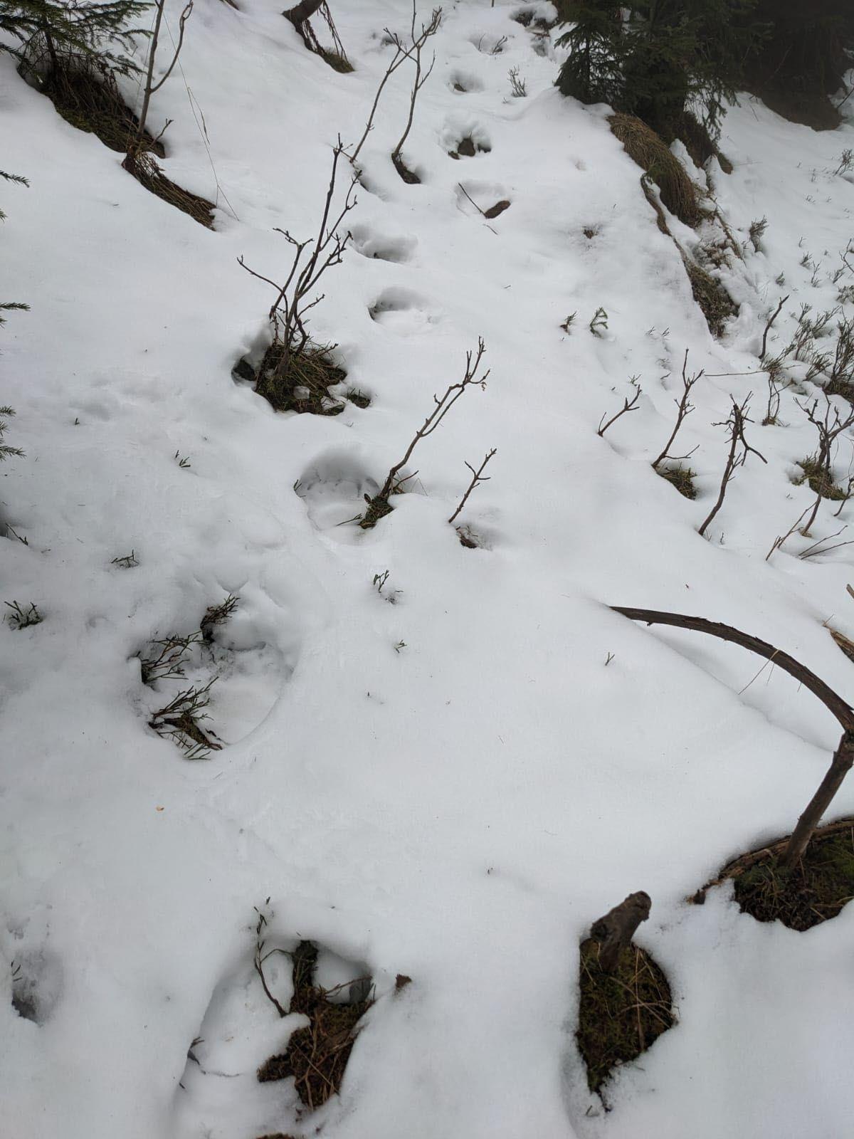 Spurensuche in der Region Oberaudorf im Landkreis Rosenheim! Dort herrscht Unruhe: Schafe wurden gerissen. Und ein Tier mit solchen Tatzen steht jetzt im Verdacht: Ein Bär. 