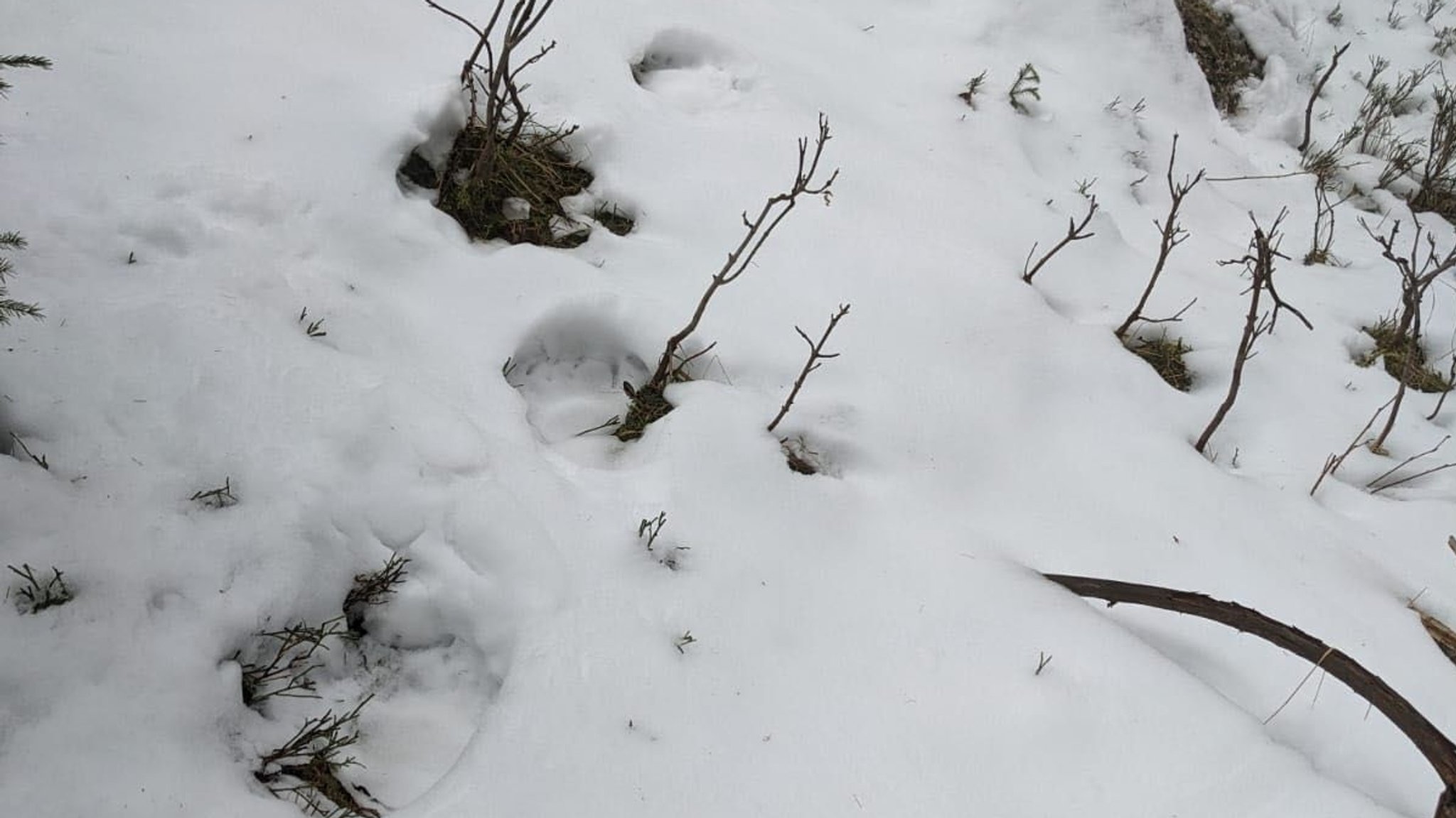 Spurensuche in der Region Oberaudorf im Landkreis Rosenheim! Dort herrscht Unruhe: Schafe wurden gerissen. Und ein Tier mit solchen Tatzen steht jetzt im Verdacht: Ein Bär. 