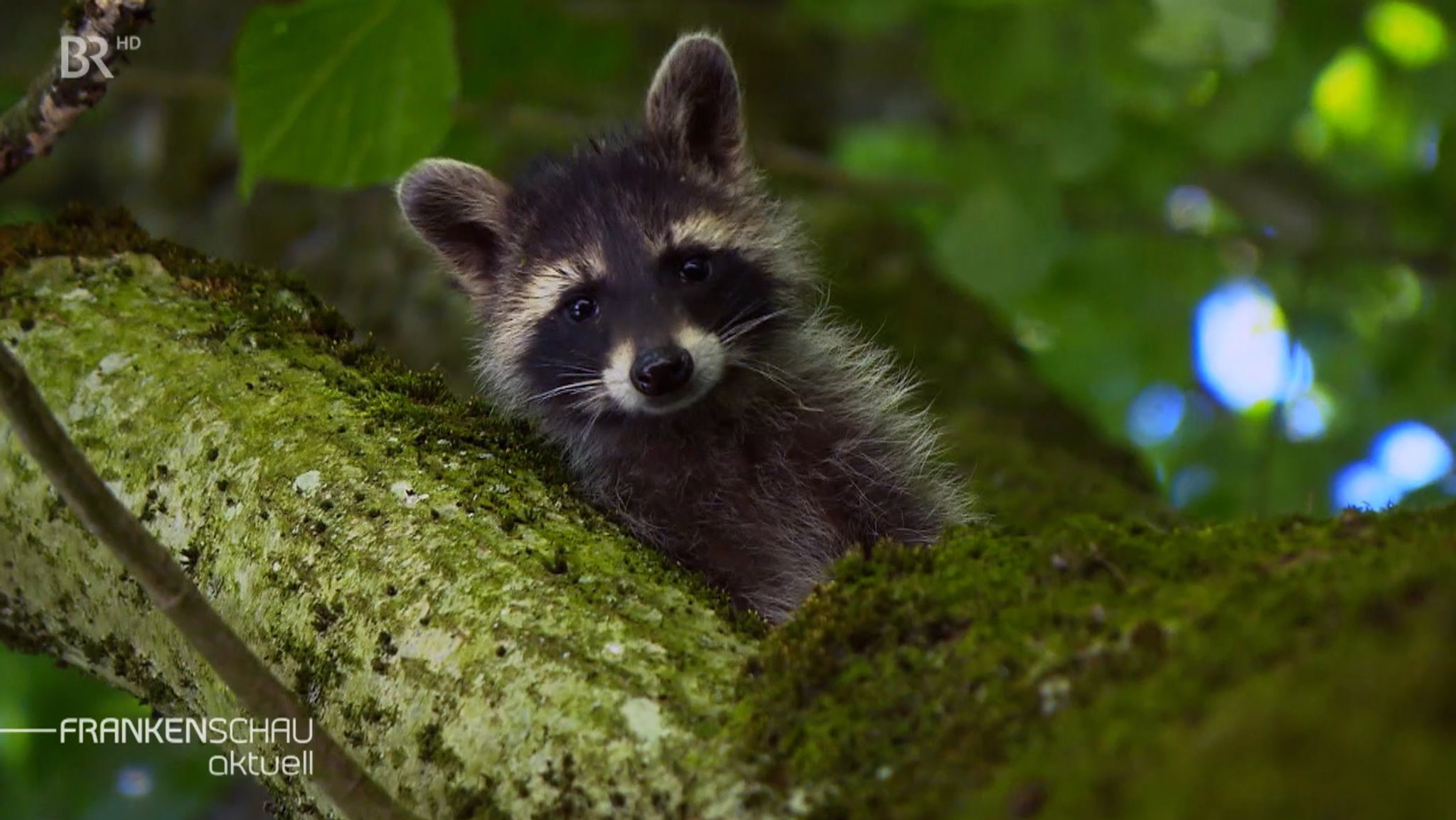 Waschbär im Baum. | Bild: BR Waschbär im Baum.